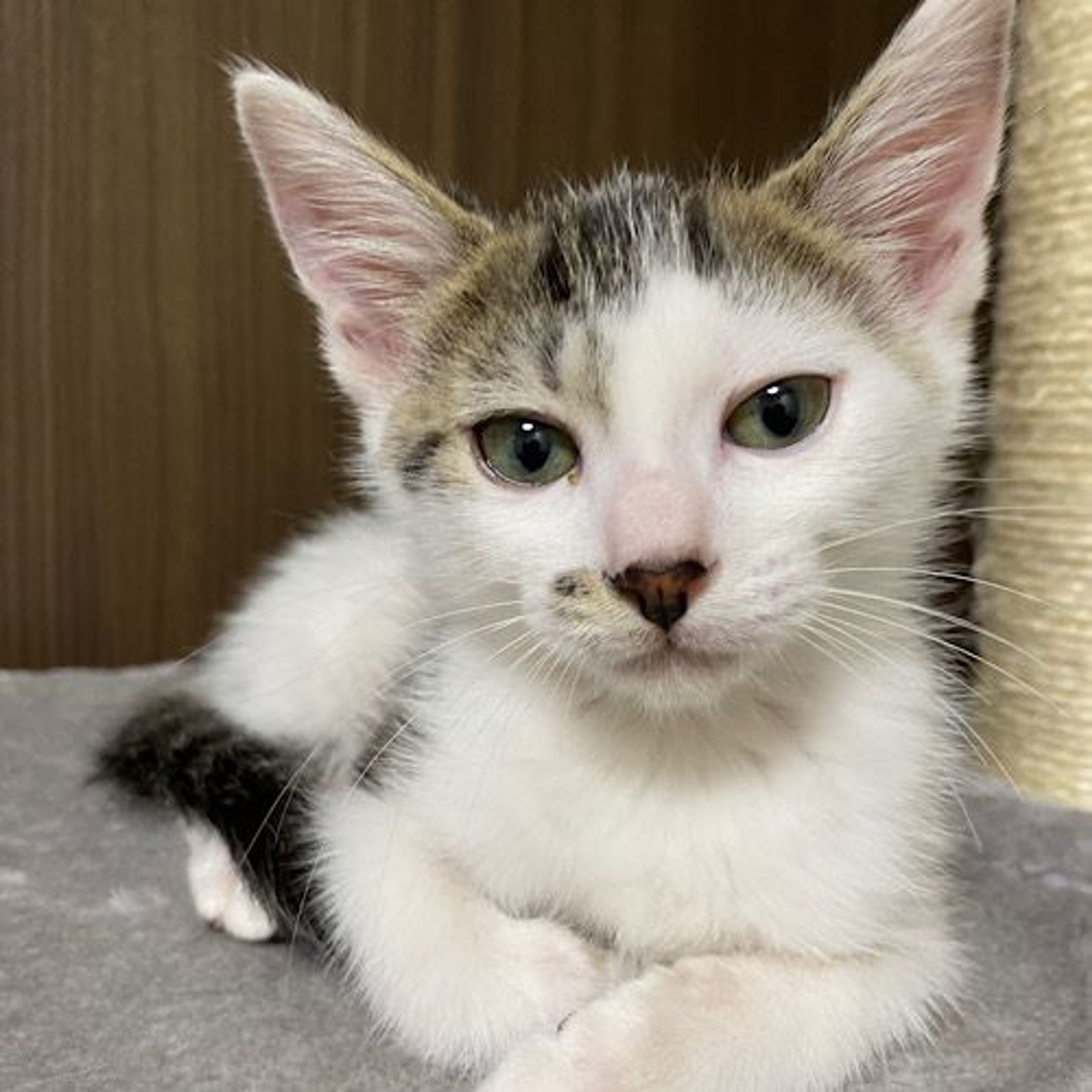pet-image-4