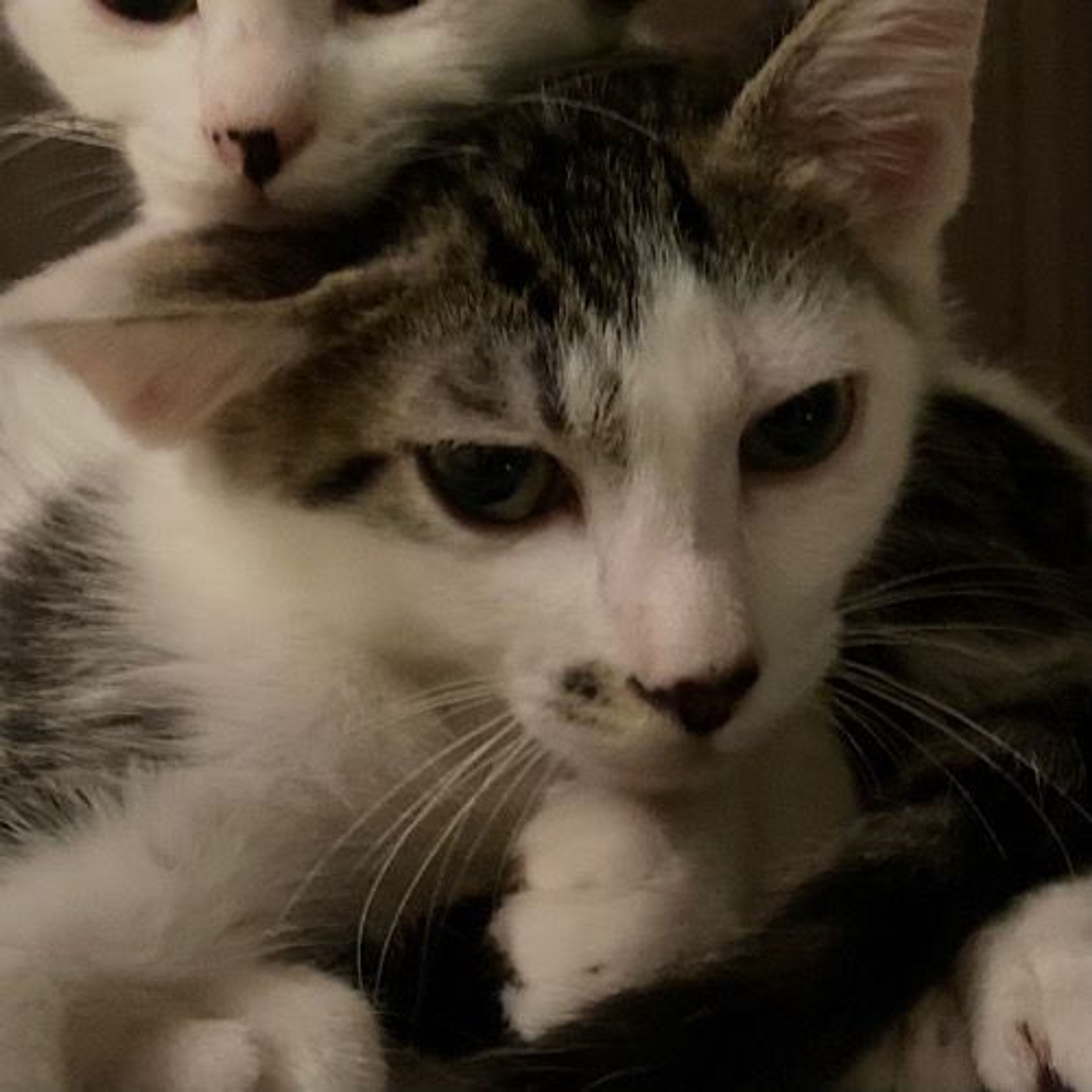 pet-image-5