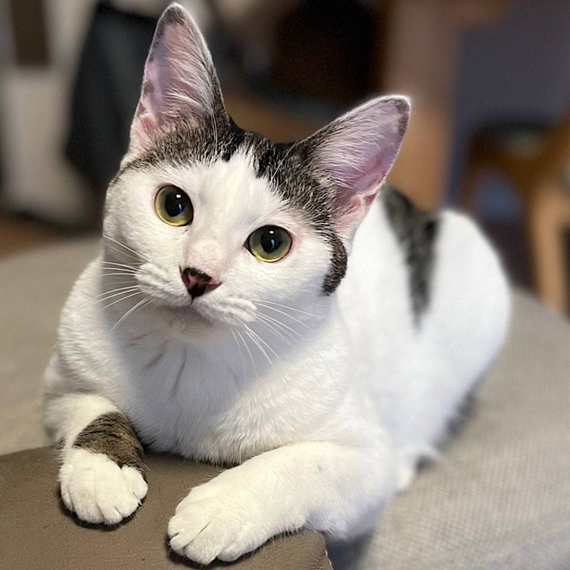 雑種（ミックス猫）・メスの里親募集の写真