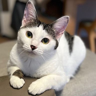 まる子ちゃん★7/31(日)ミャオねこ譲渡会で会えますの写真