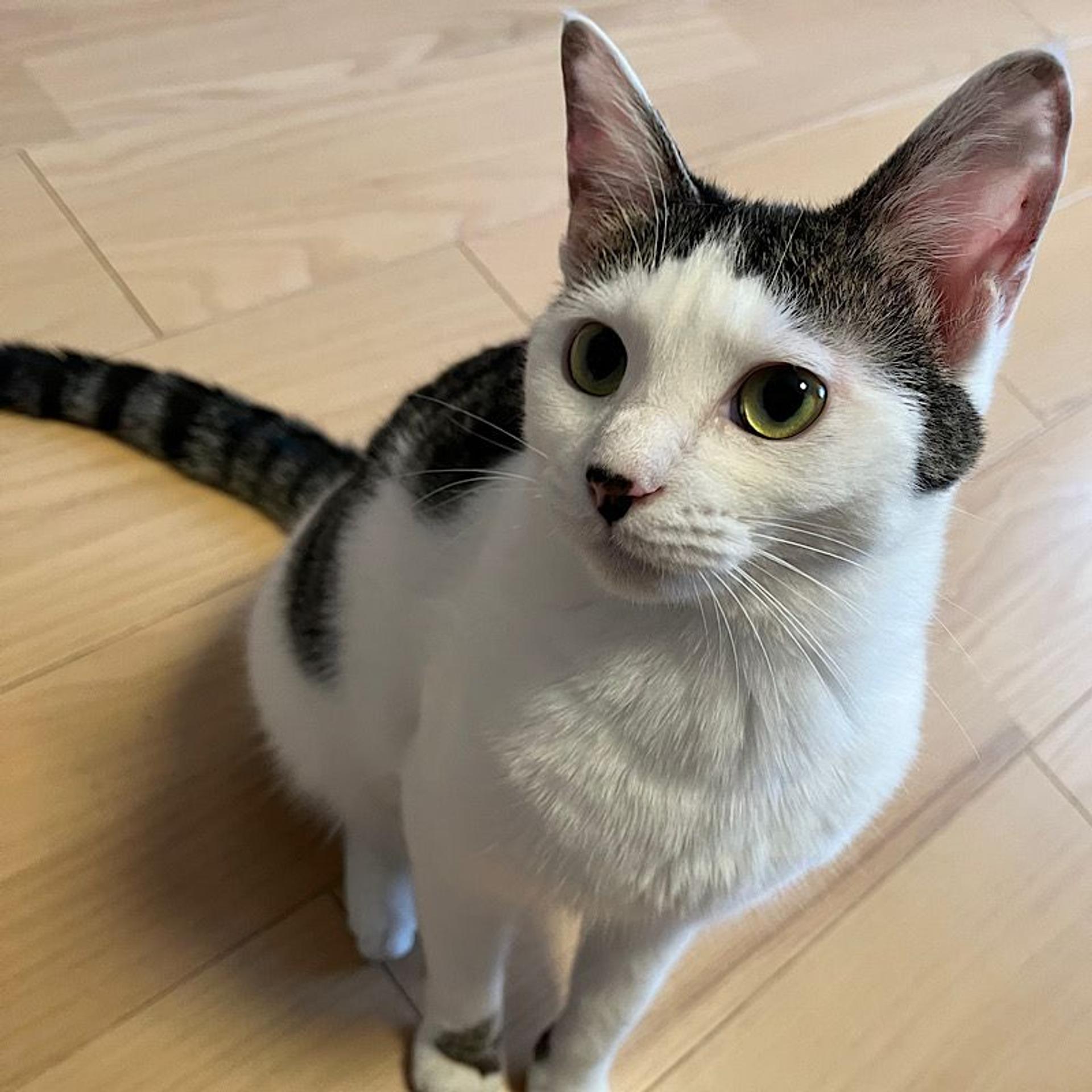 pet-image-2