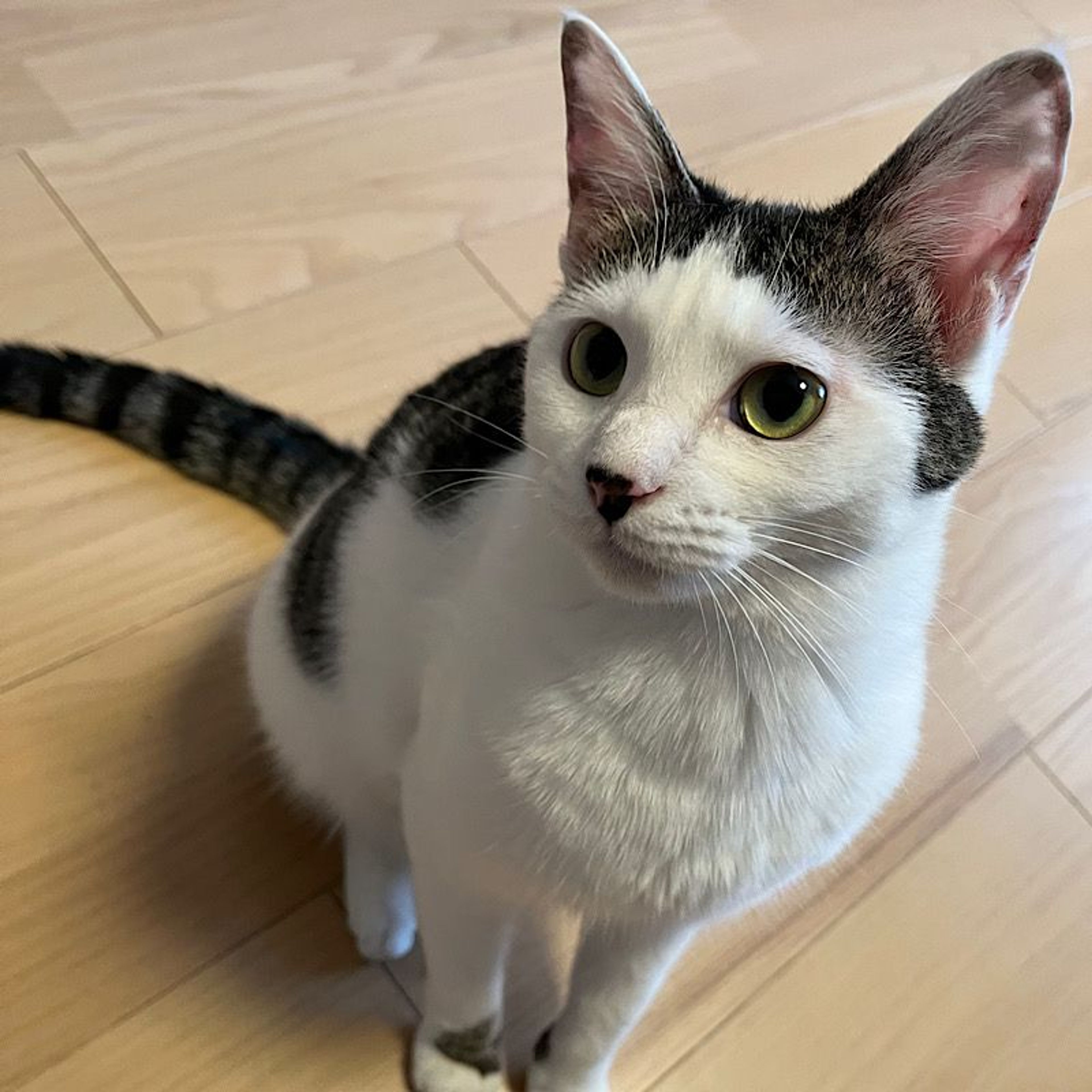 pet-image-2