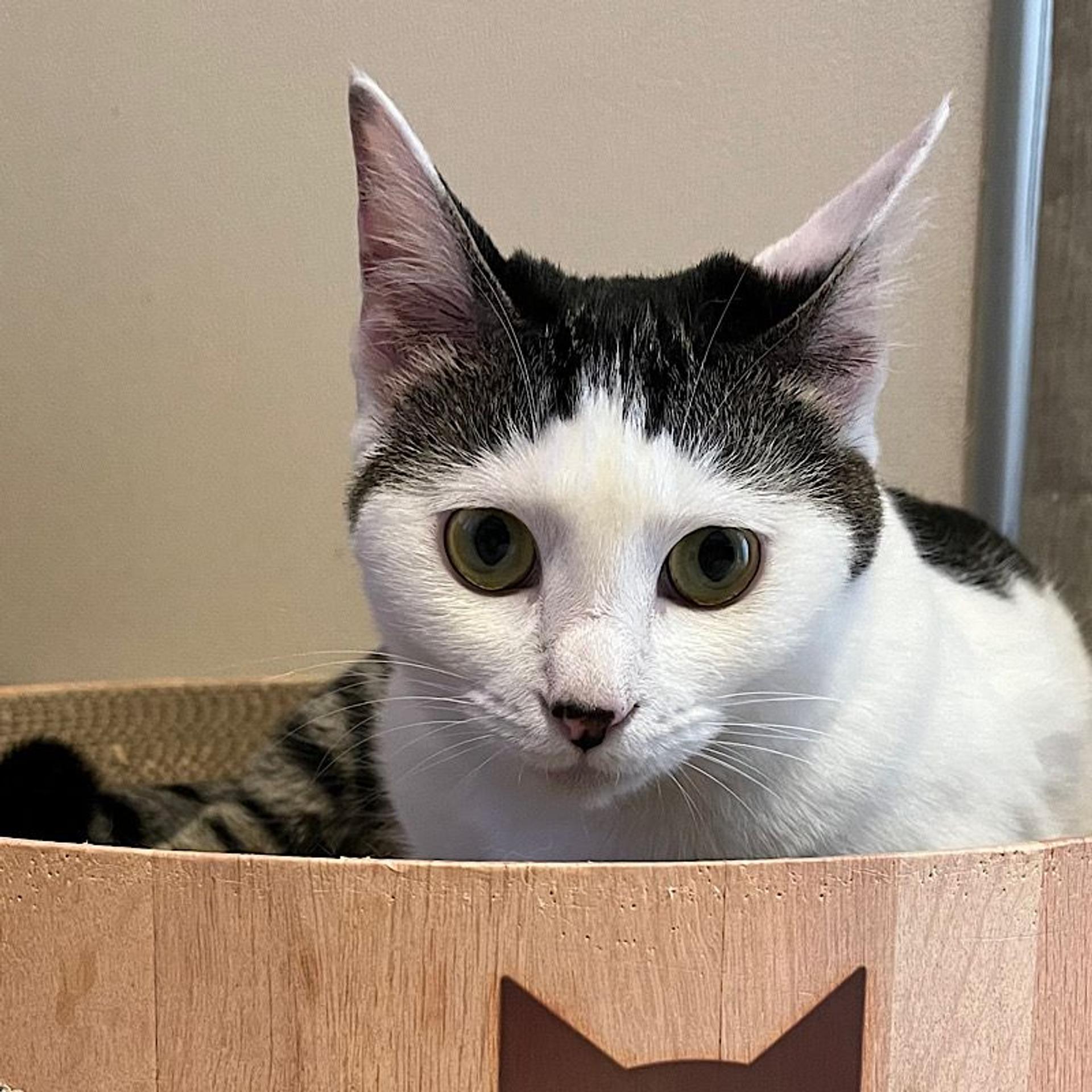 pet-image-4