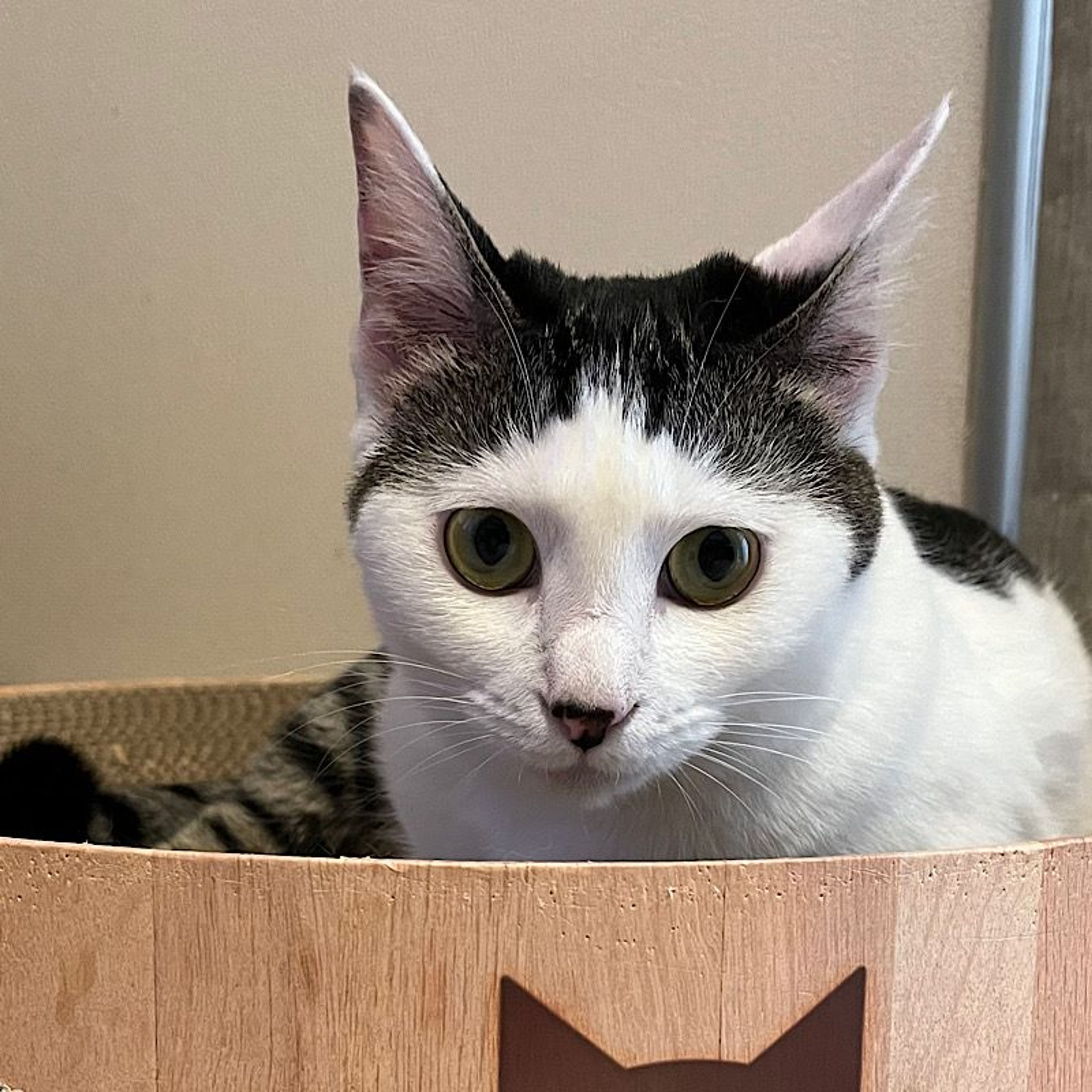 pet-image-4