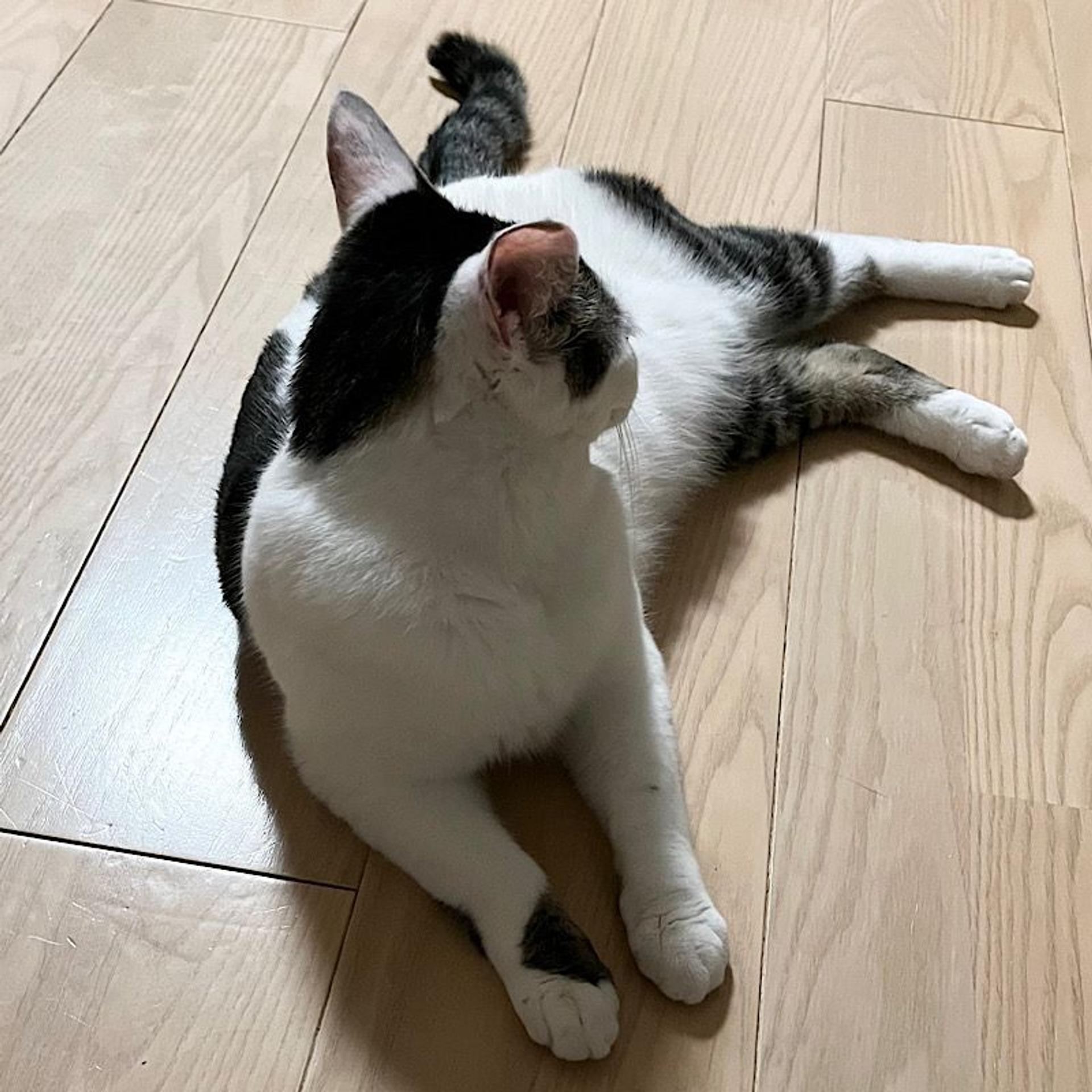 pet-image-5