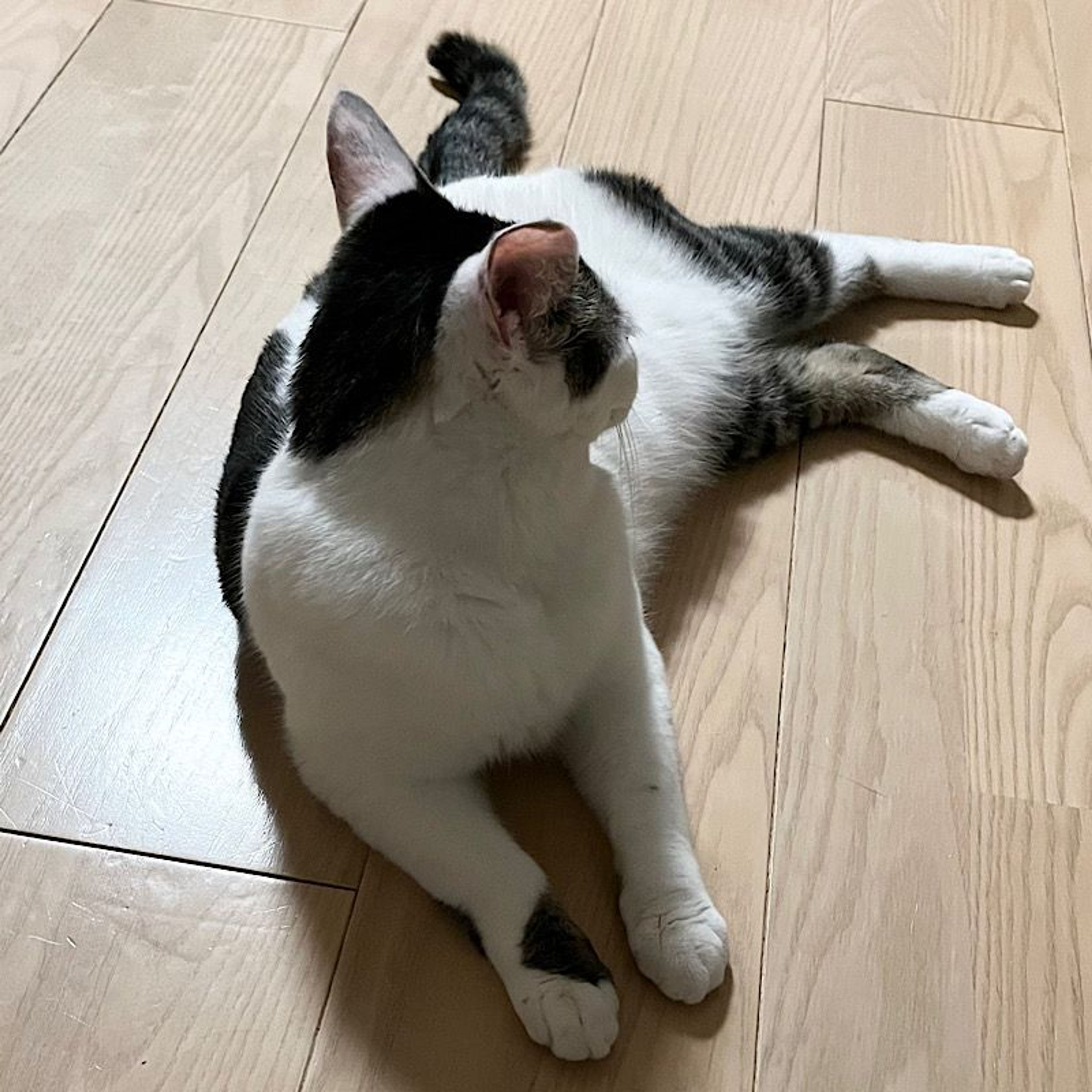 pet-image-5