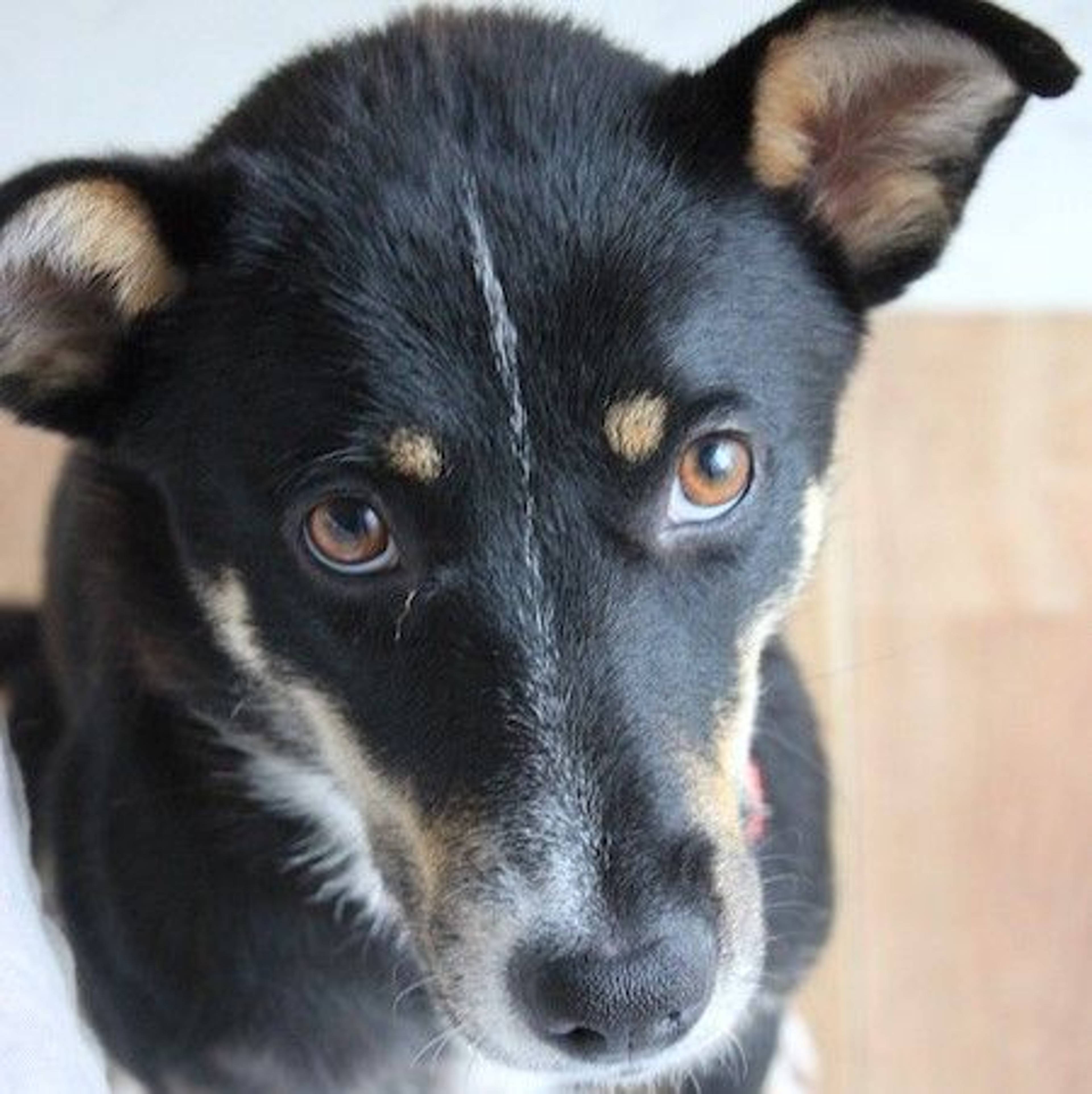 雑種（ミックス犬）・メスの里親募集の写真