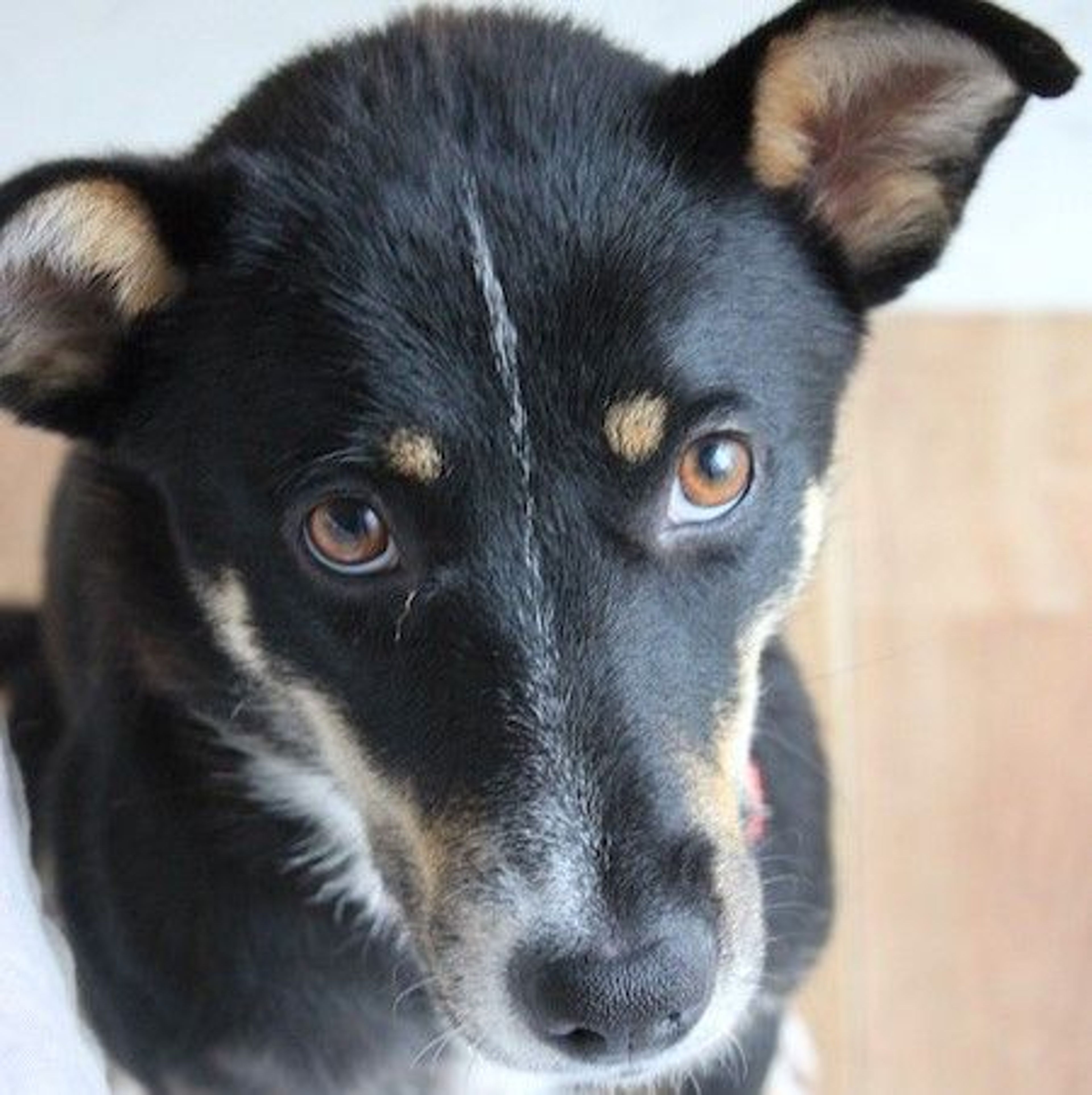 雑種（ミックス犬）・メスの里親募集の写真