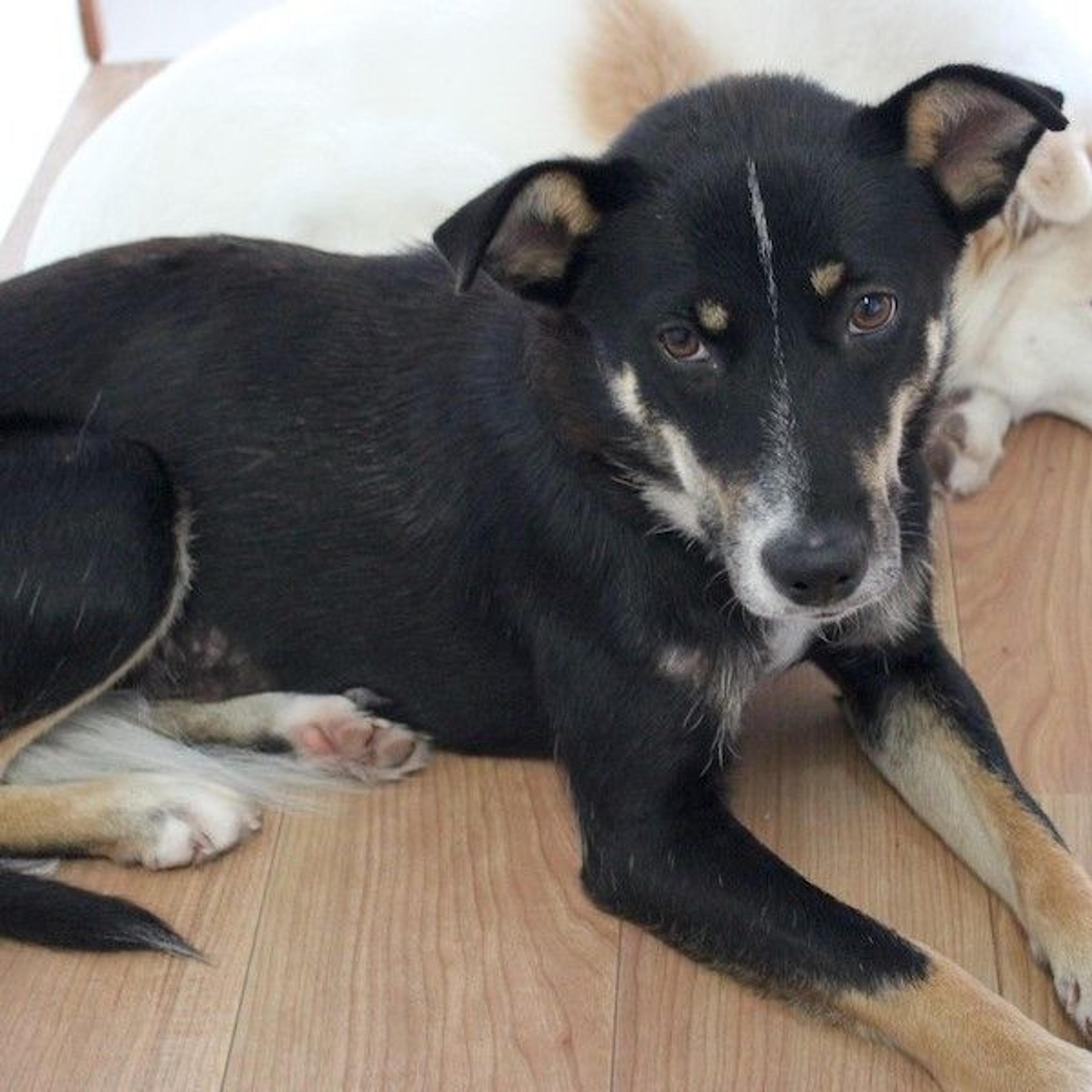 pet-image-2