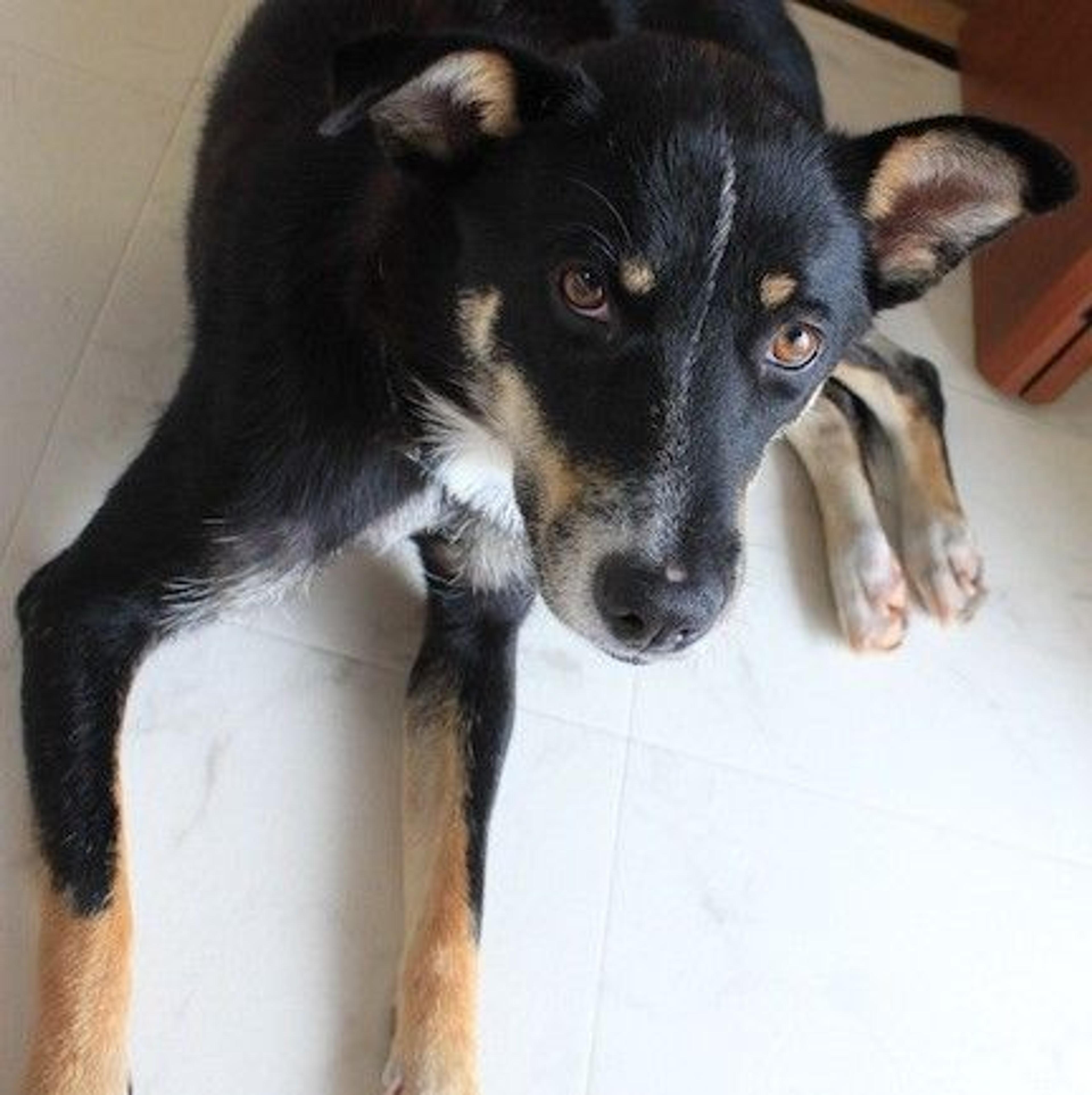 pet-image-4