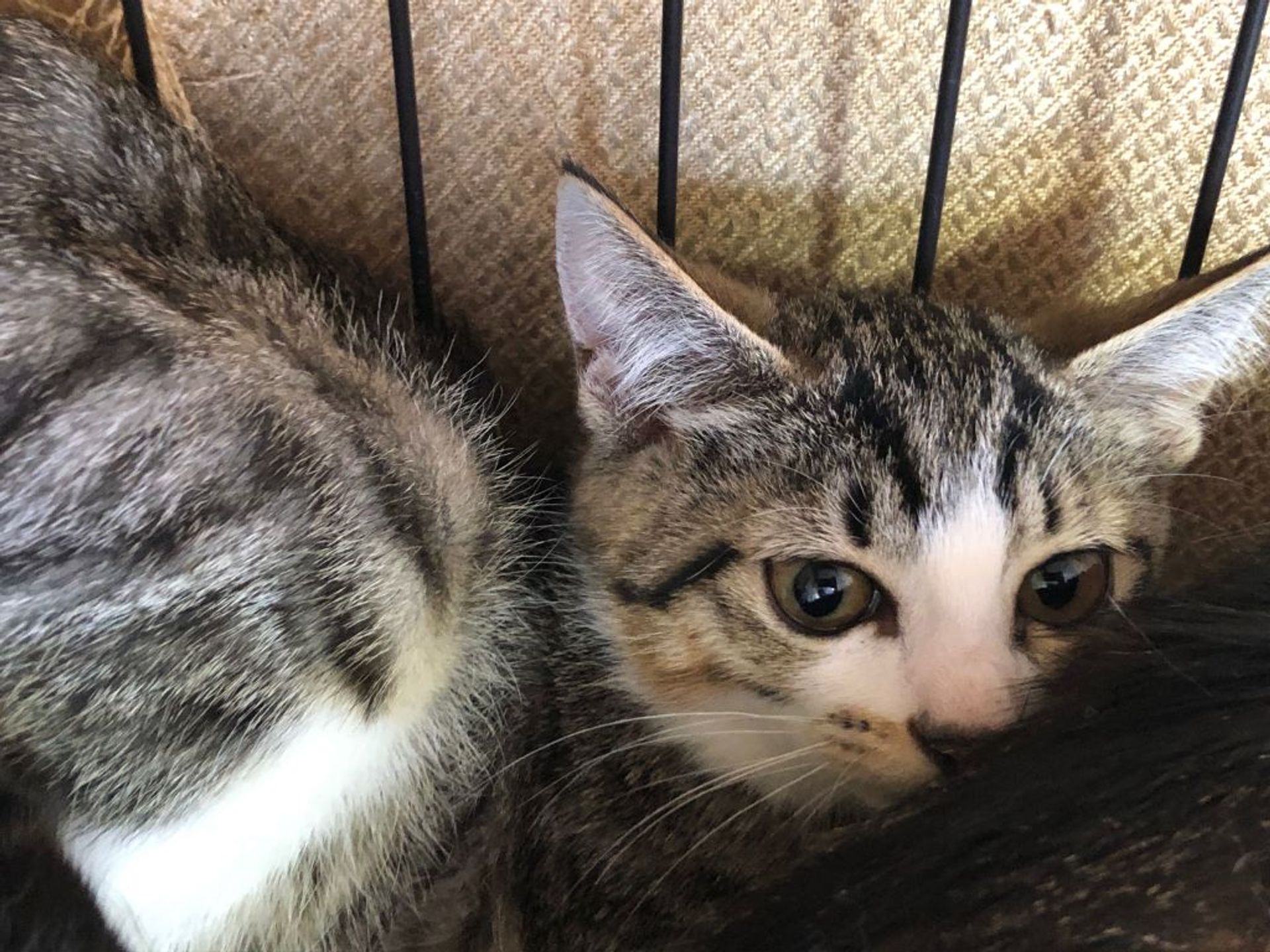 日本猫・メスの里親募集の写真
