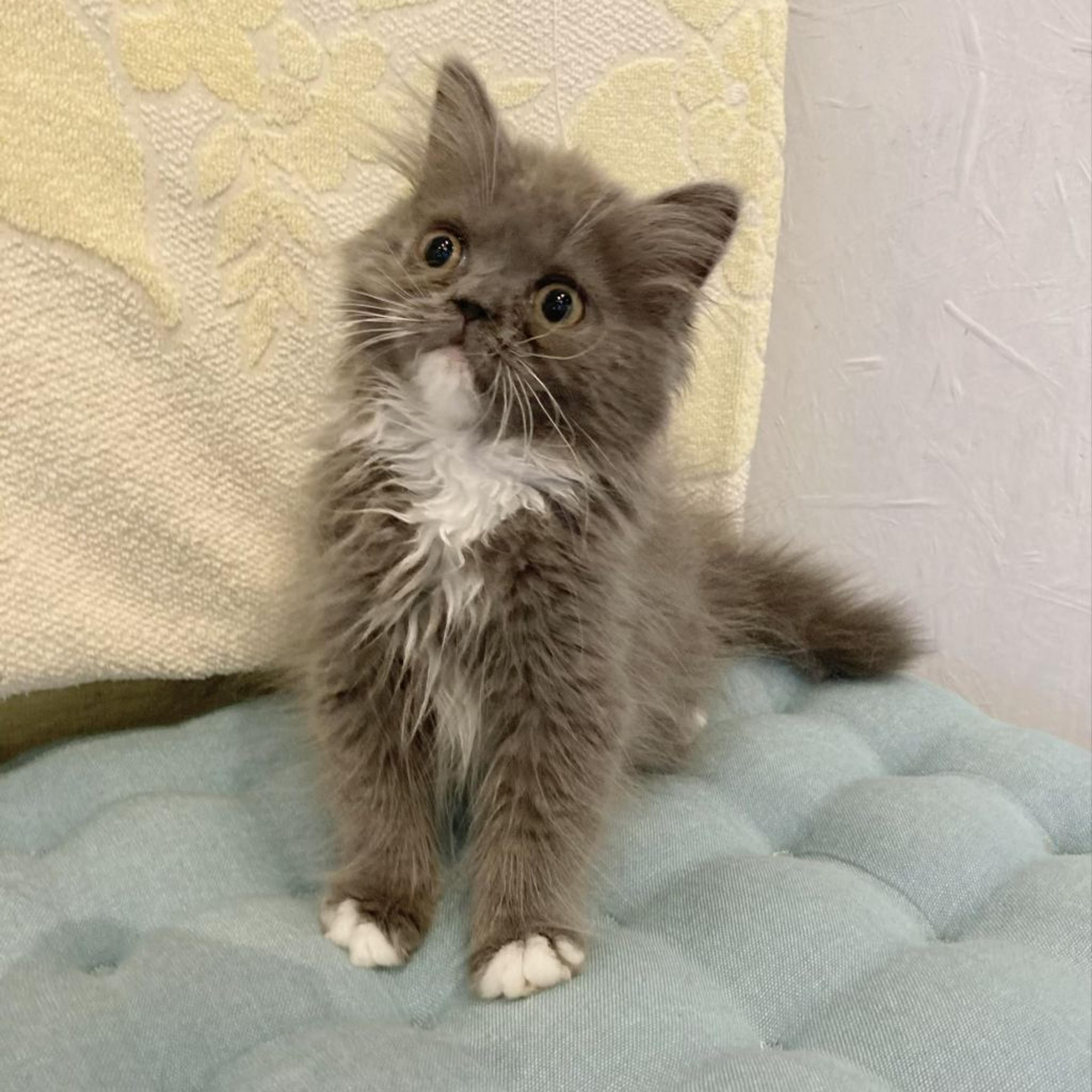 pet-image-2