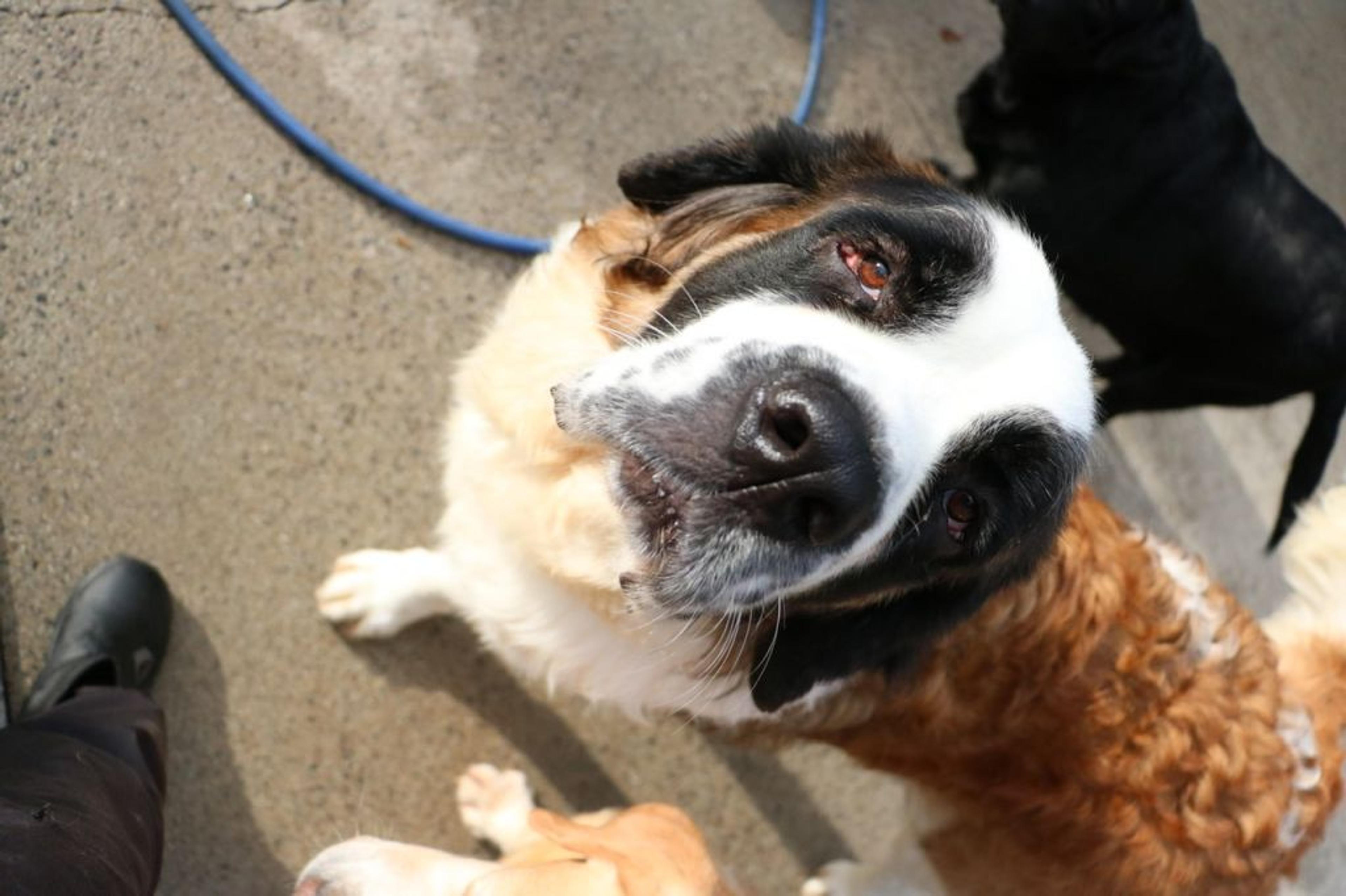 pet-image-2