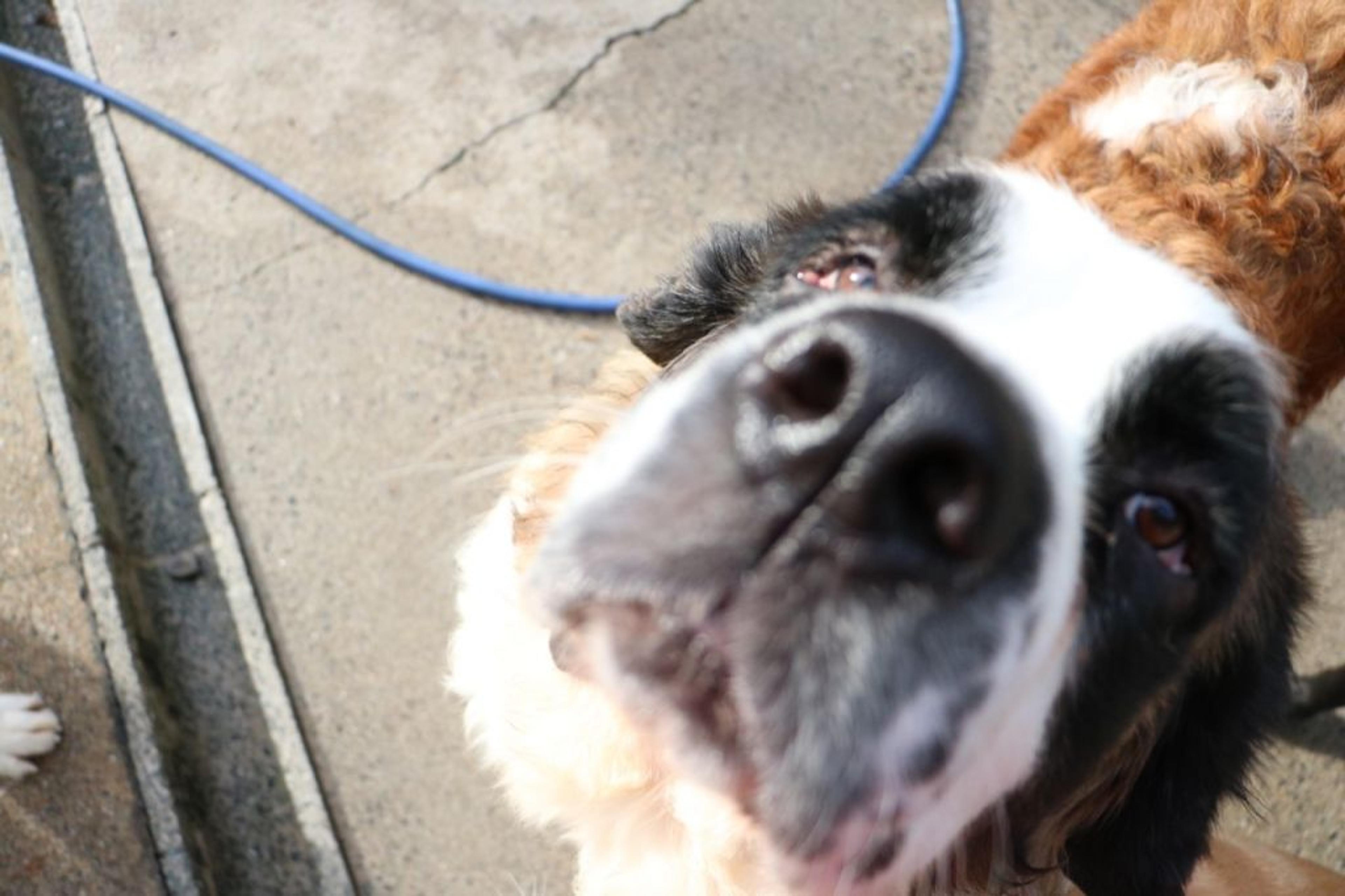 pet-image-3