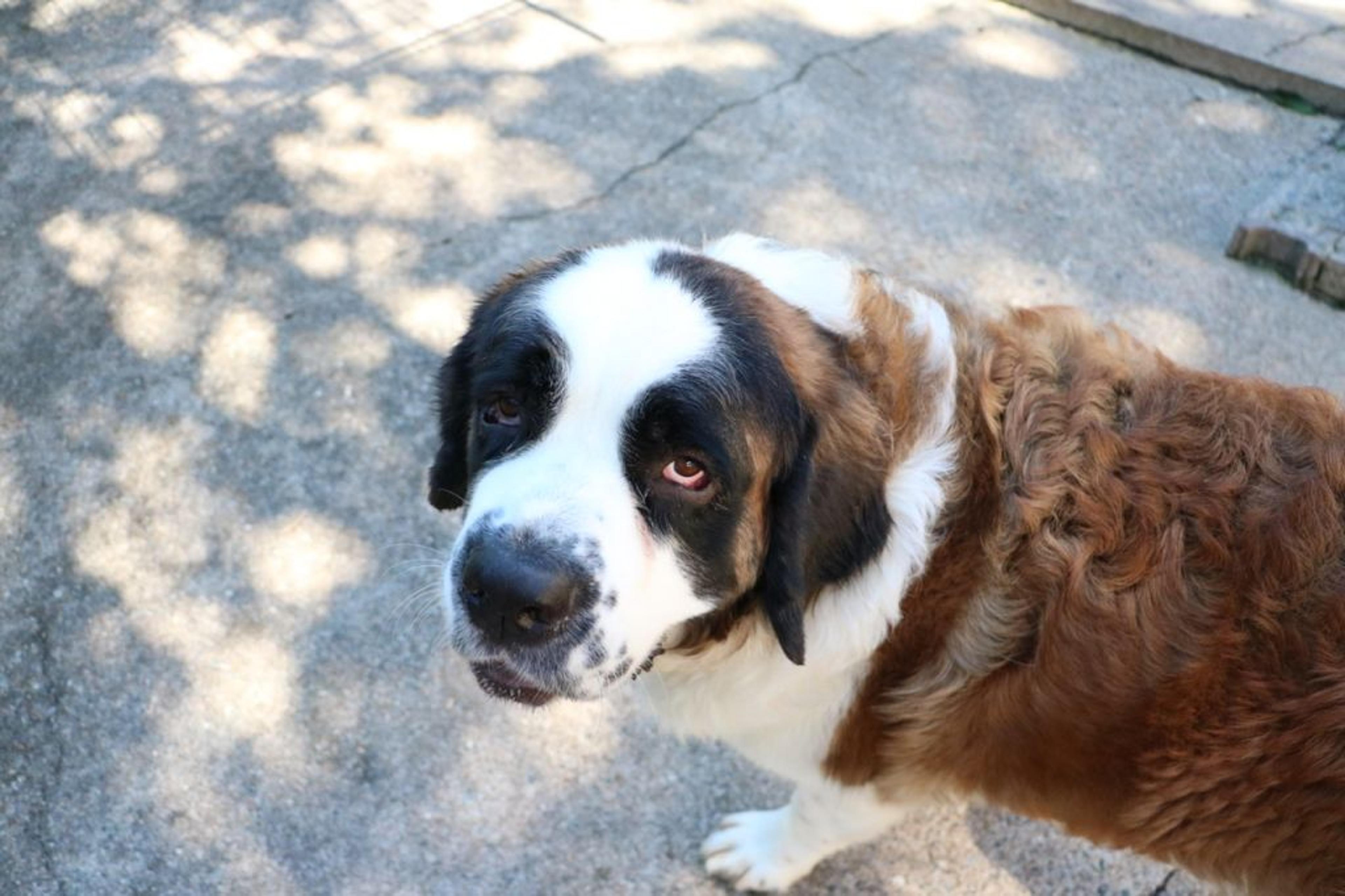 pet-image-5