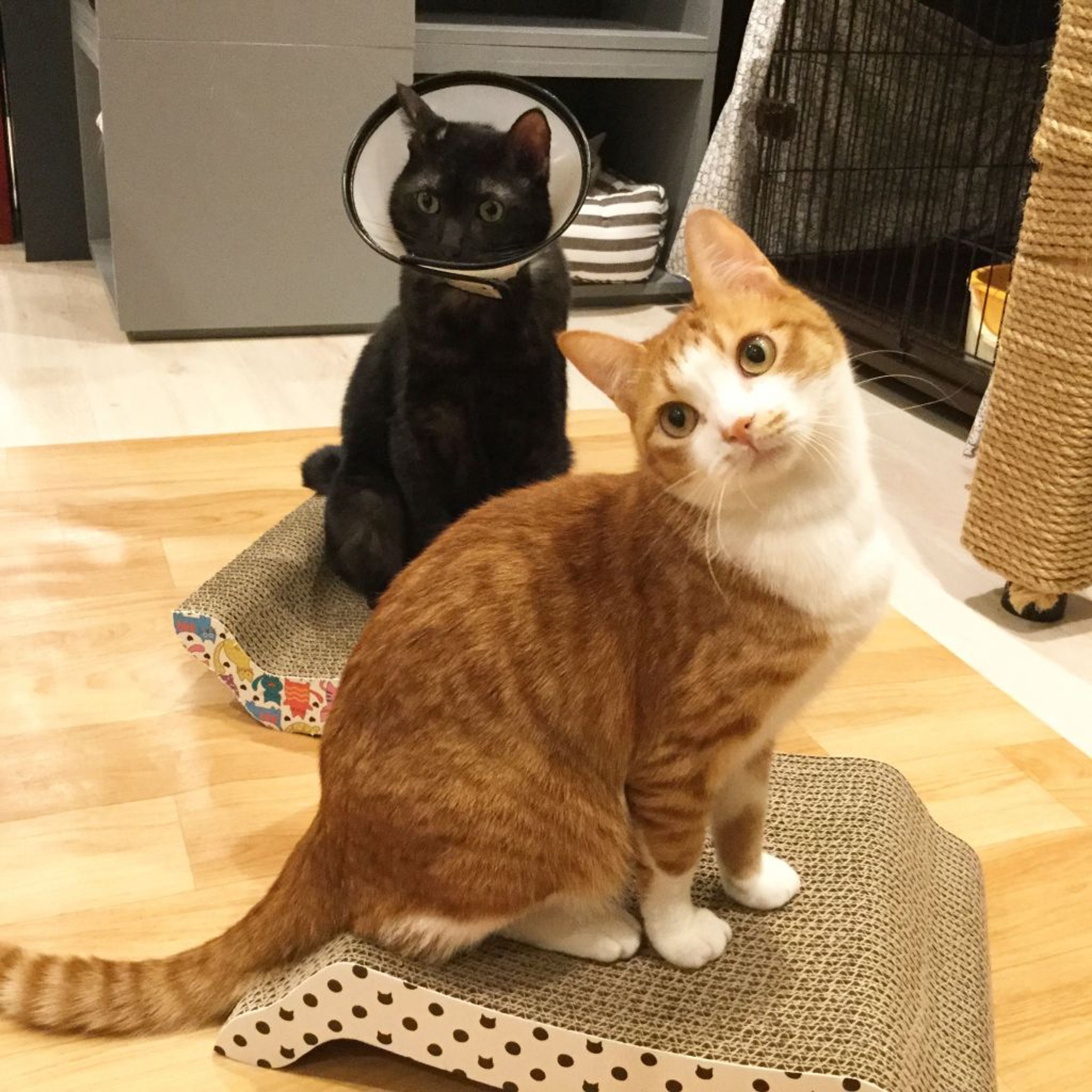 雑種（ミックス猫）・オスの里親募集の写真