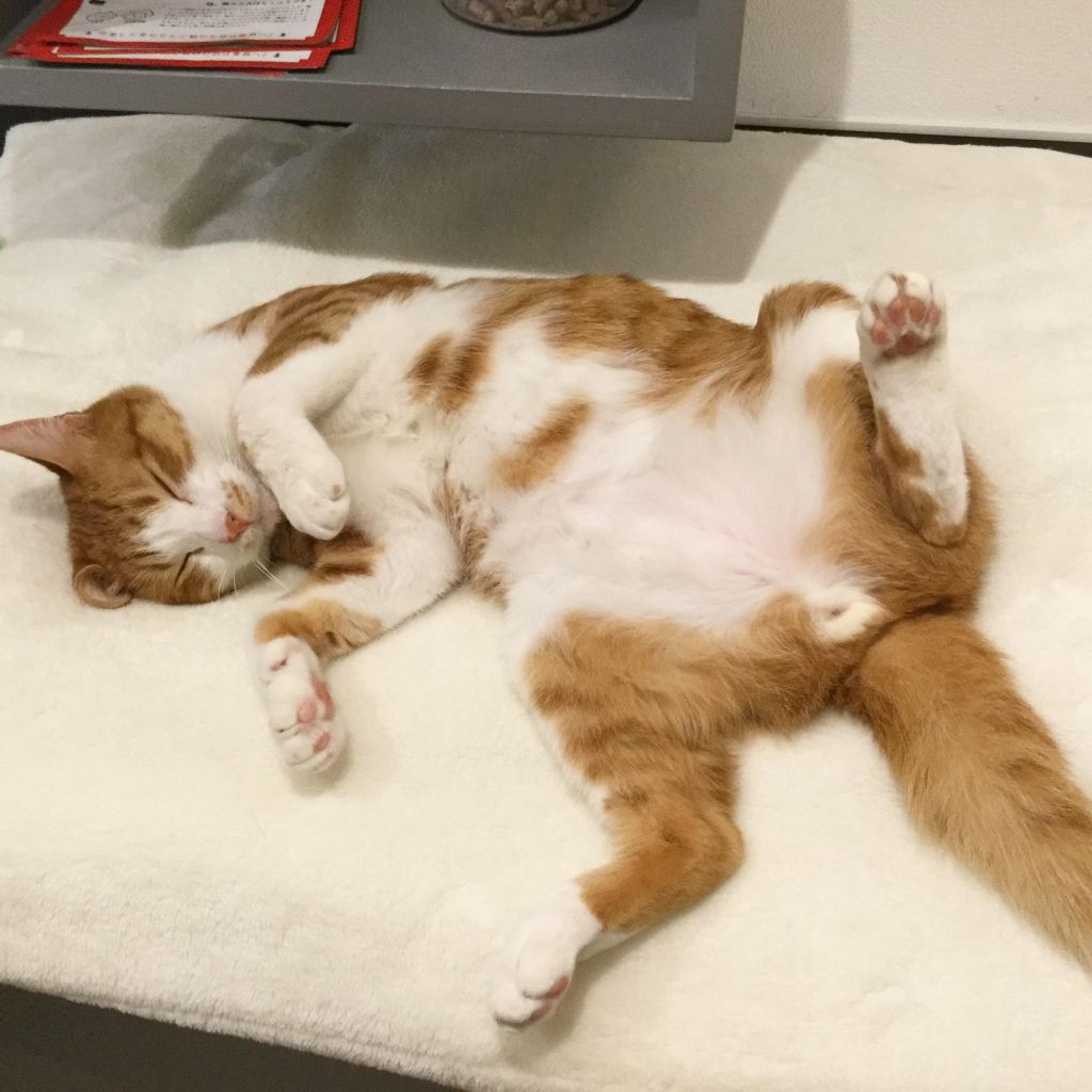 pet-image-2