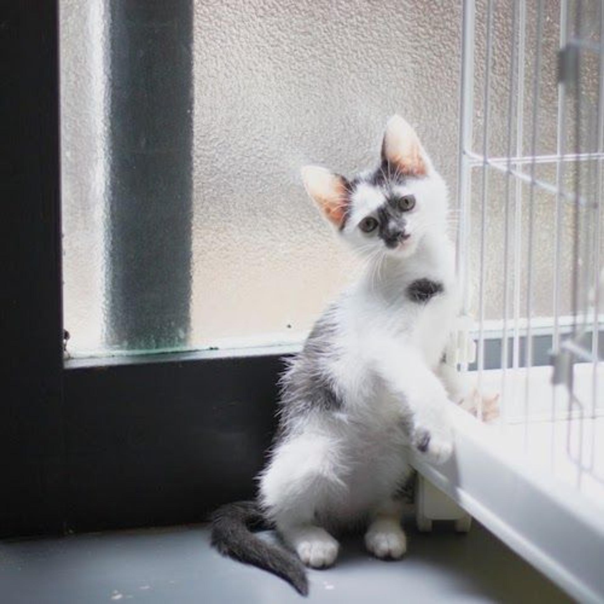 pet-image-4