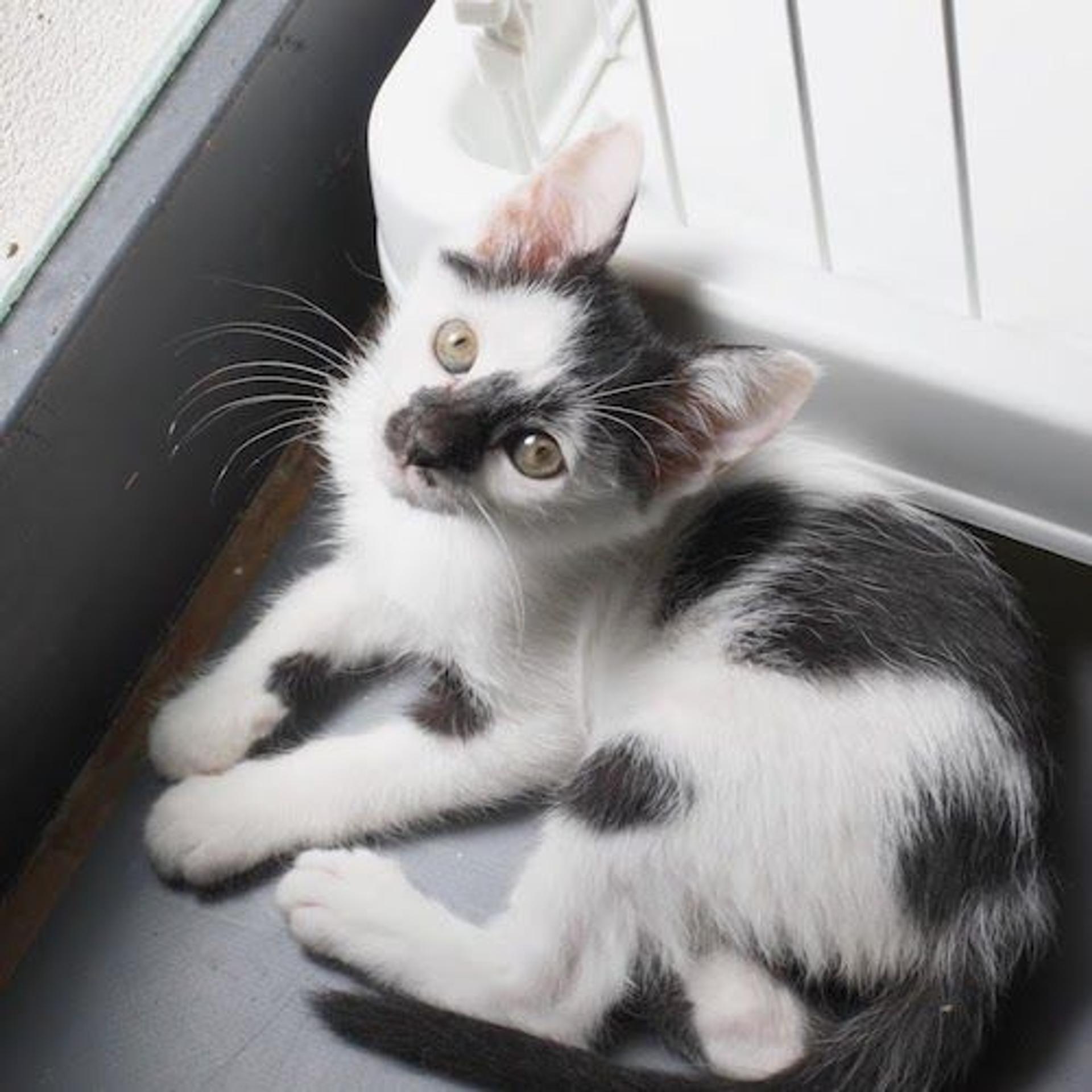 pet-image-5