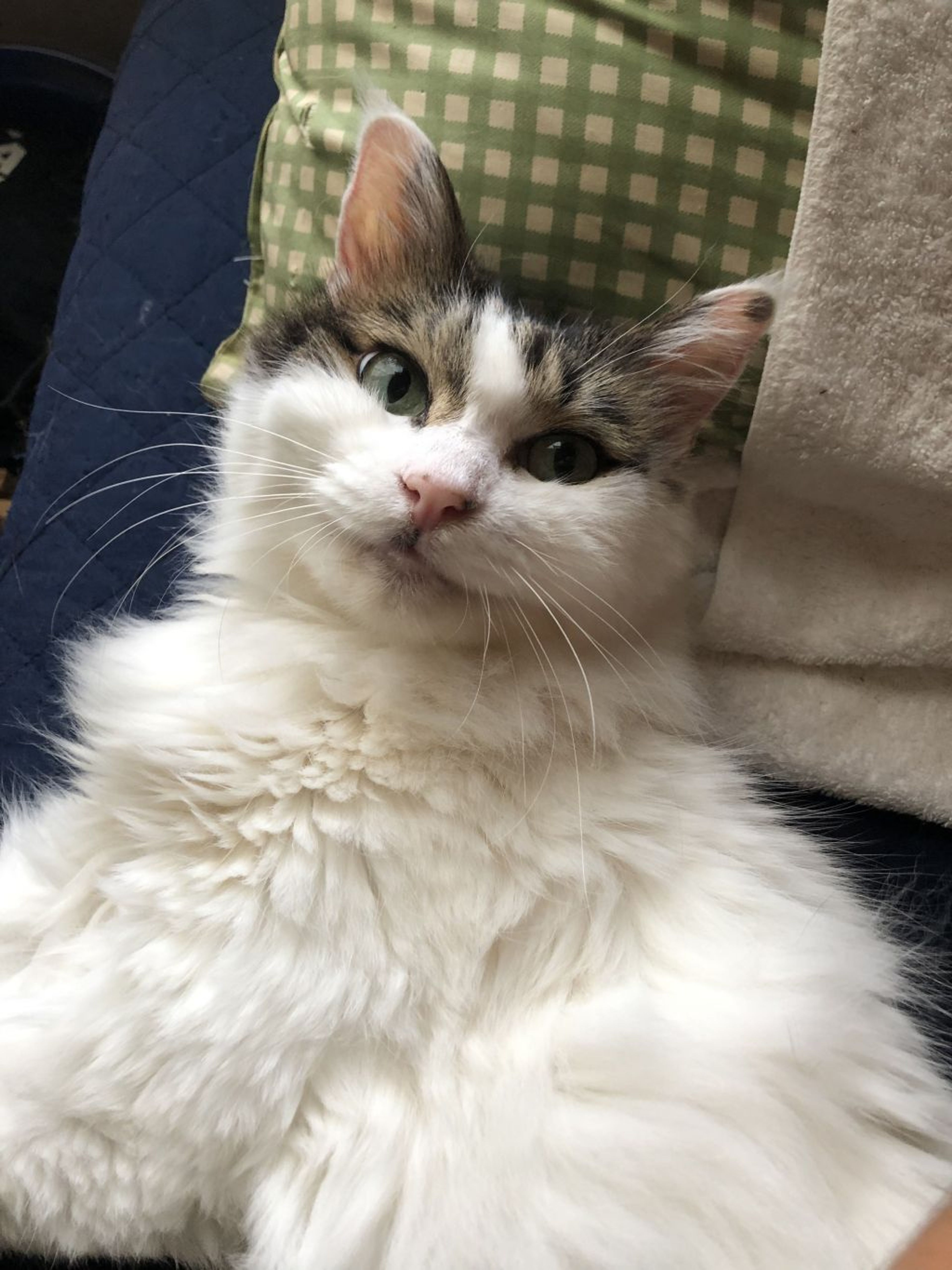 雑種（ミックス猫）・メスの里親募集の写真