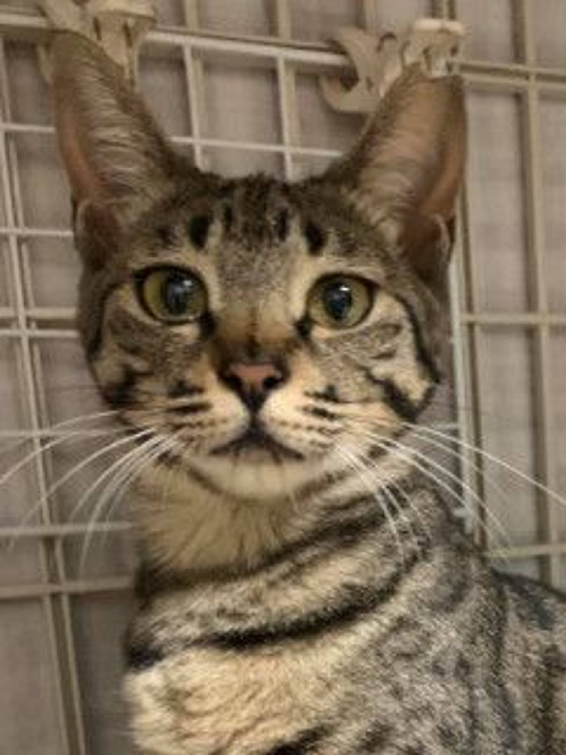 雑種（ミックス猫）・メスの里親募集の写真
