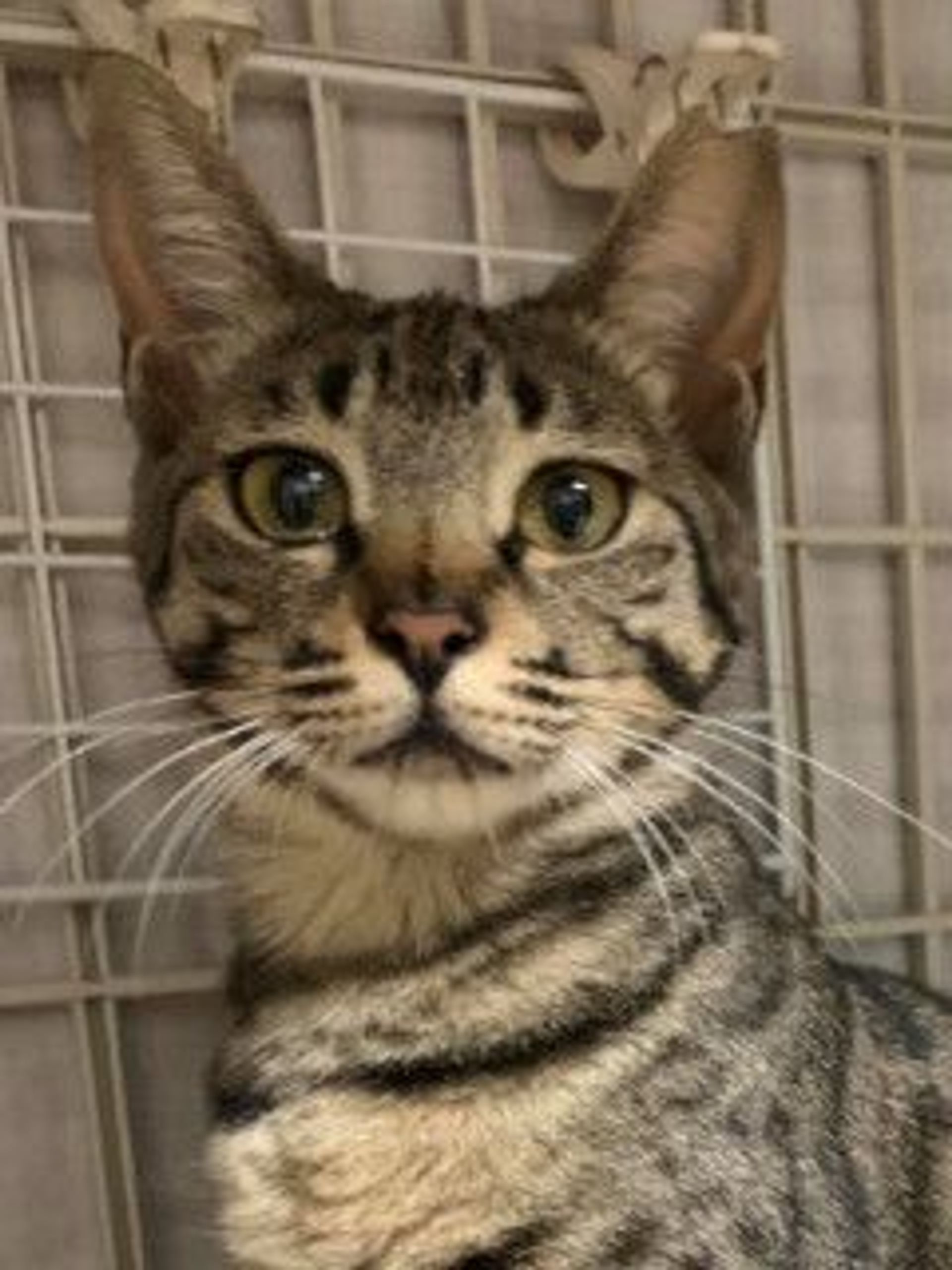雑種（ミックス猫）・メスの里親募集の写真