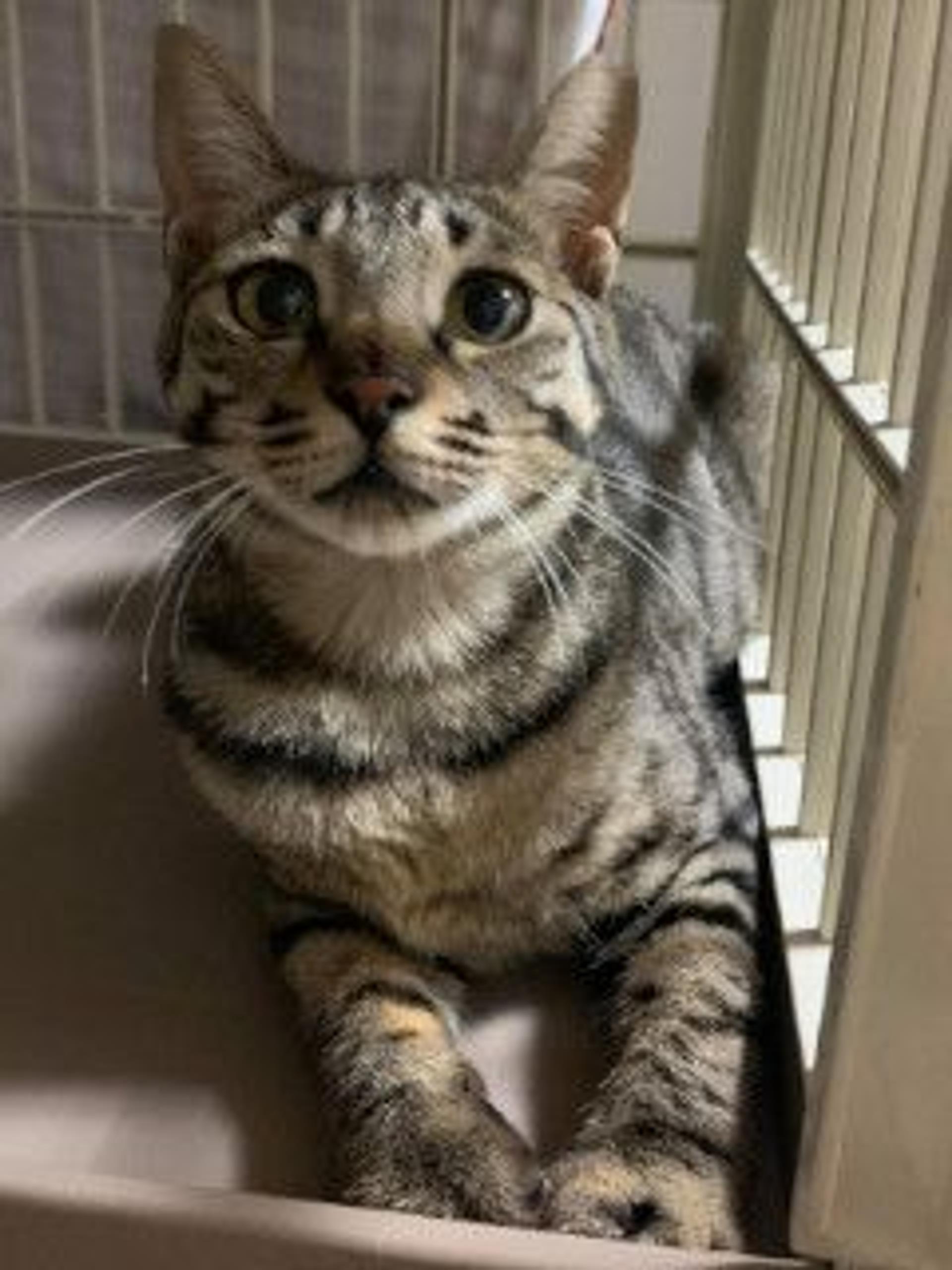 pet-image-4