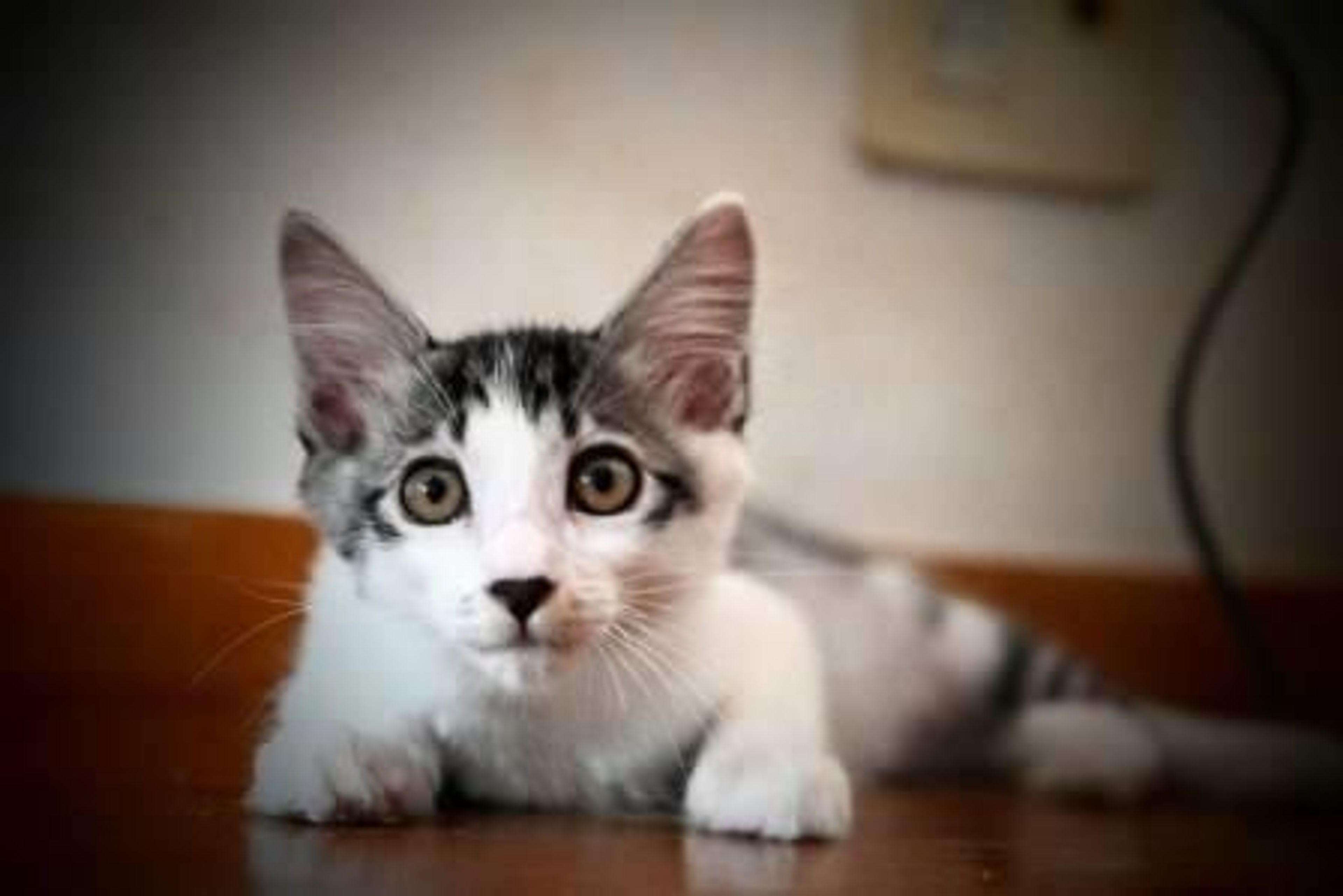 雑種（ミックス猫）・オスの里親募集の写真