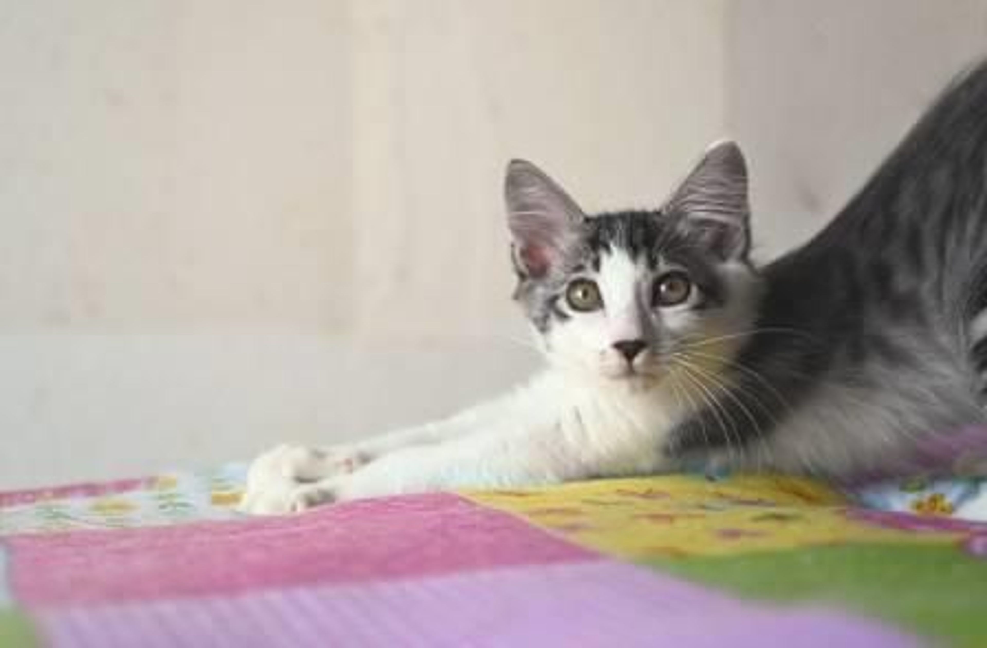 pet-image-4