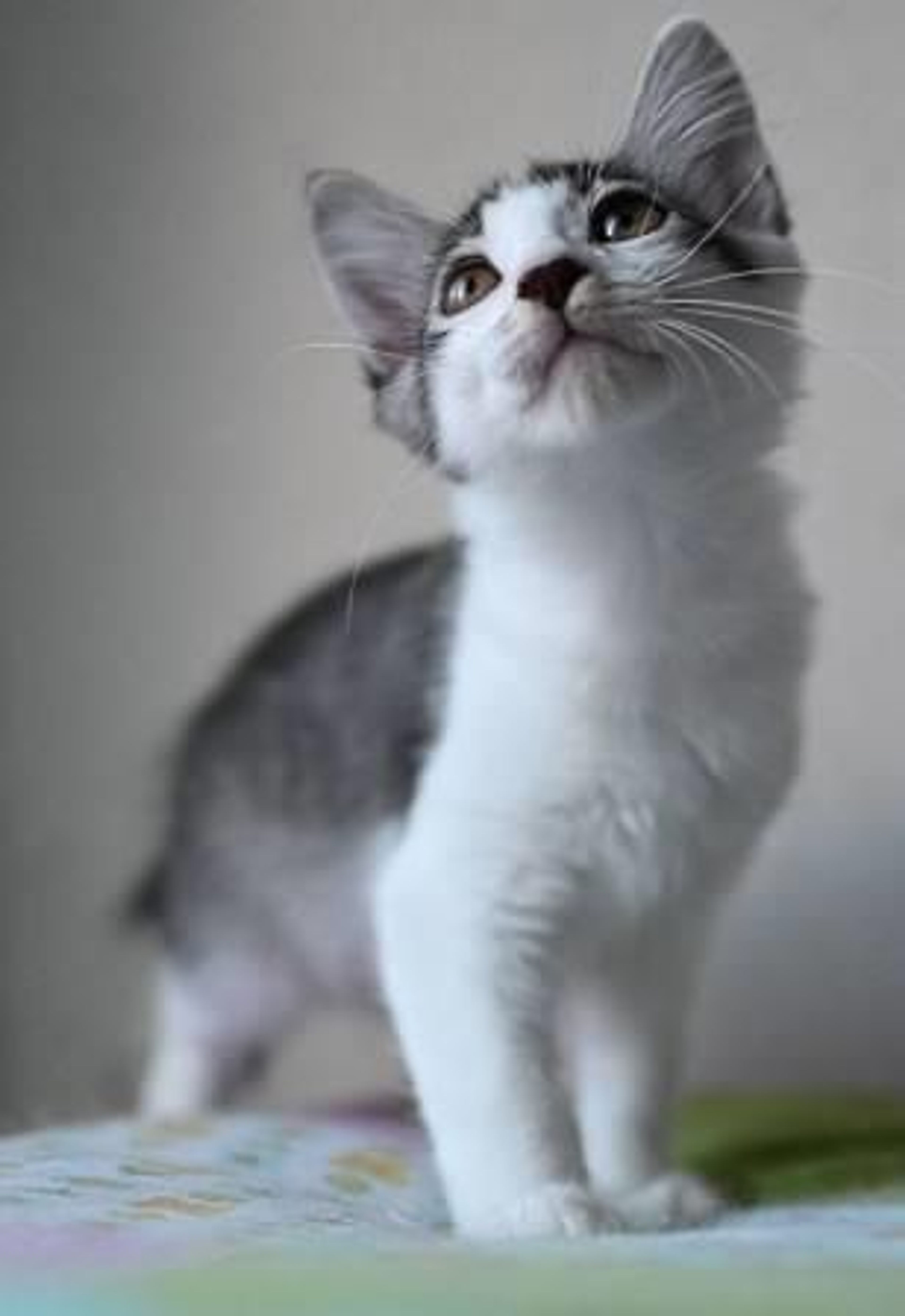 pet-image-5
