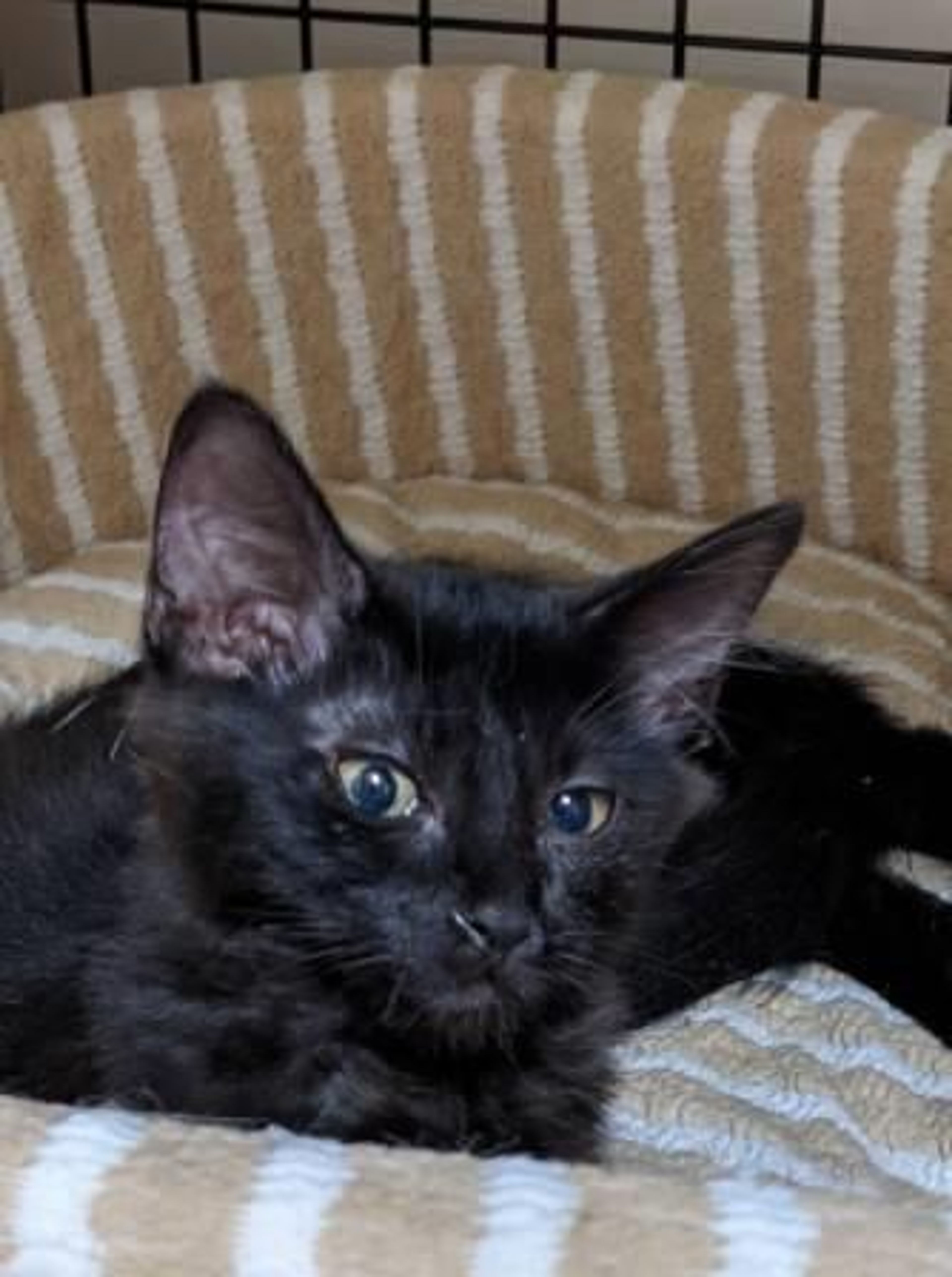 雑種（ミックス猫）・メスの里親募集の写真