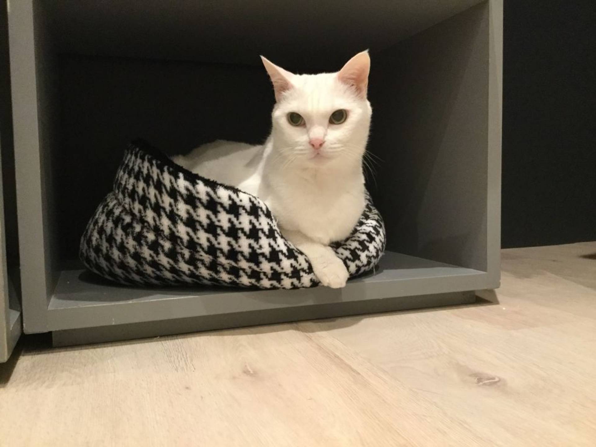雑種（ミックス猫）・メスの里親募集の写真