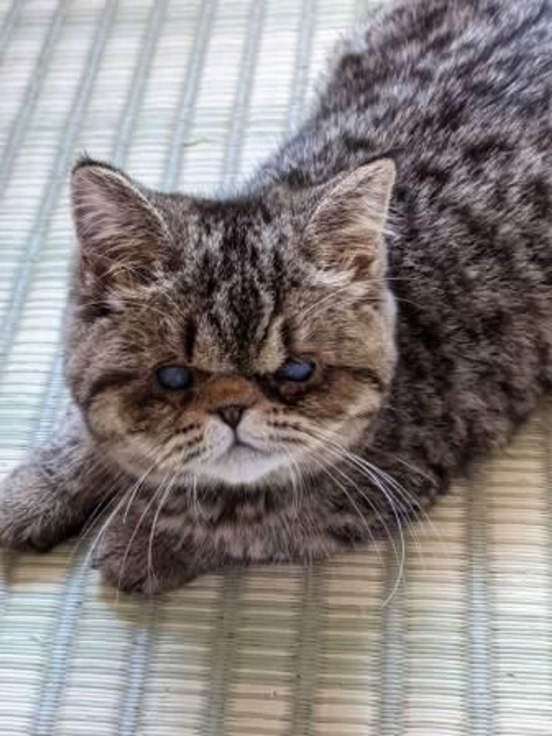 エキゾチックショートヘア・メスの里親募集の写真