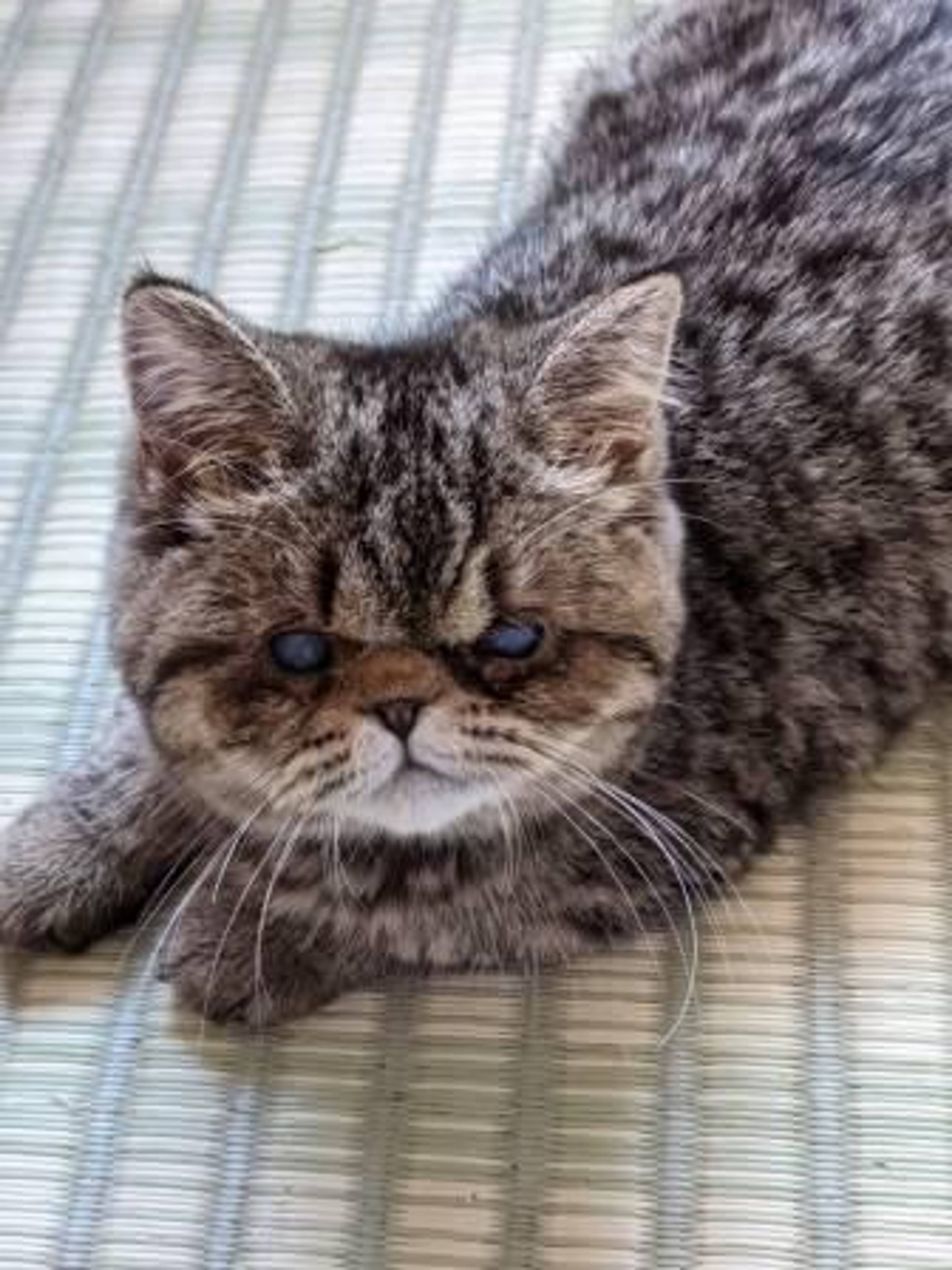エキゾチックショートヘア・メスの里親募集の写真