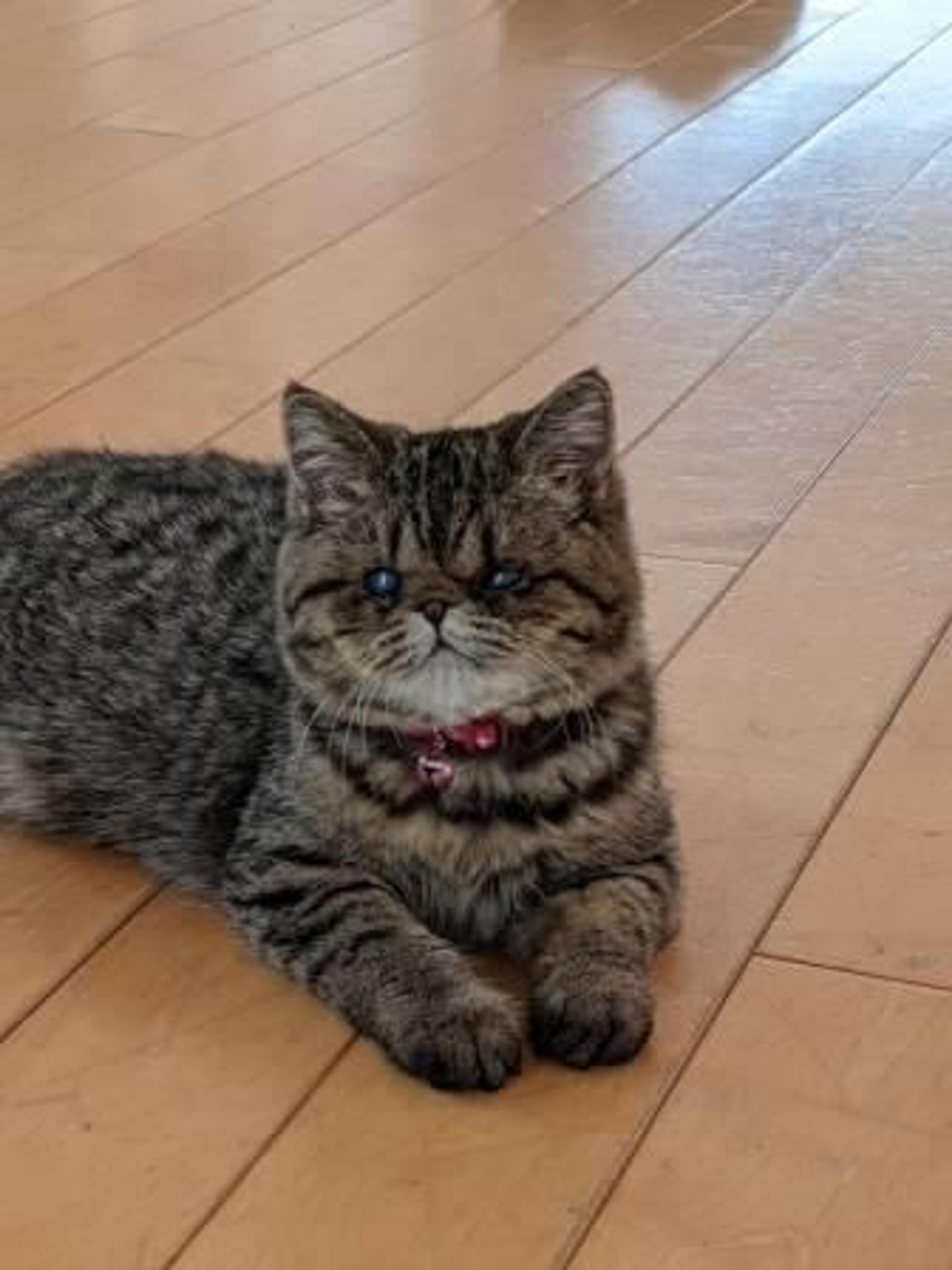 pet-image-3