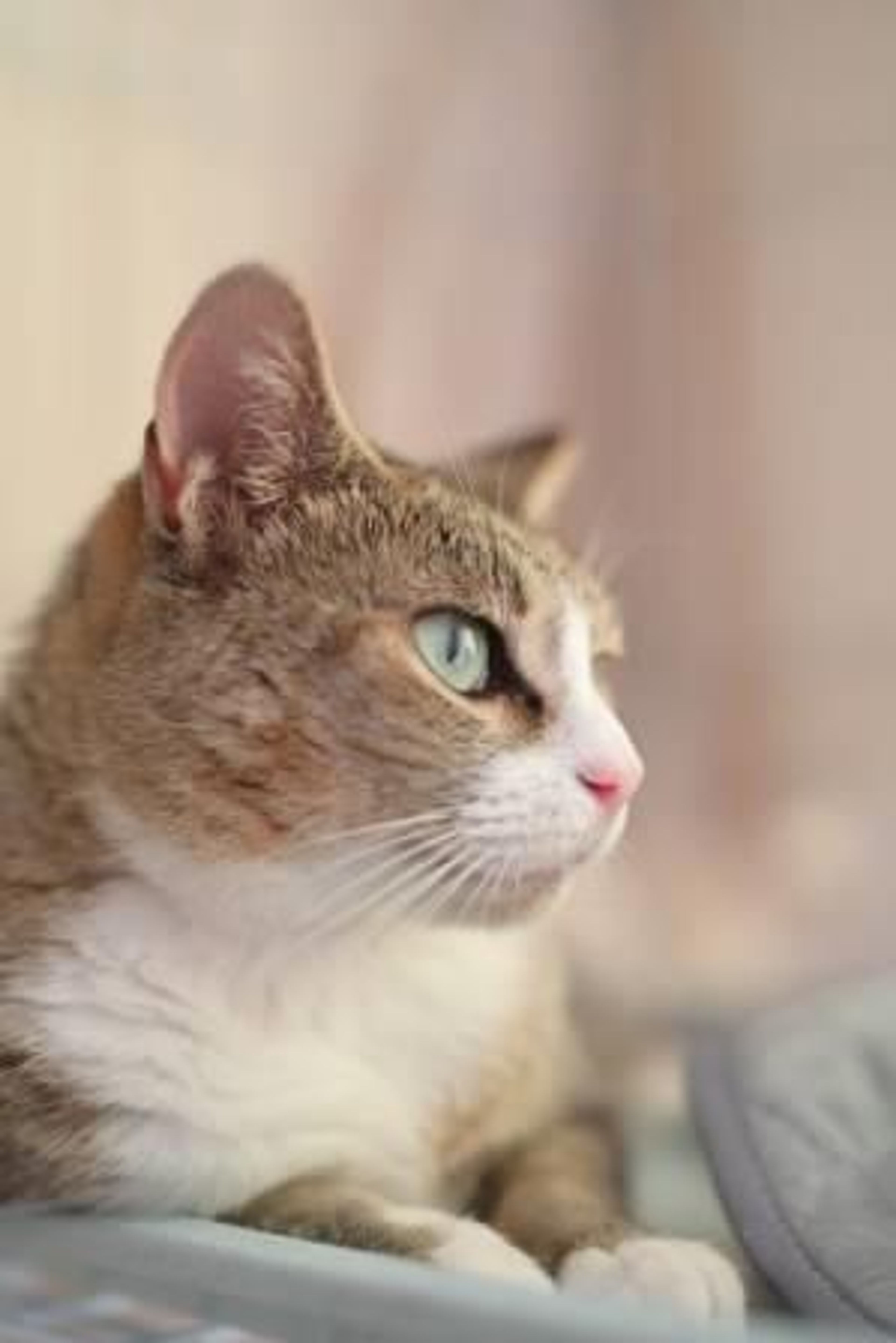 pet-image-4