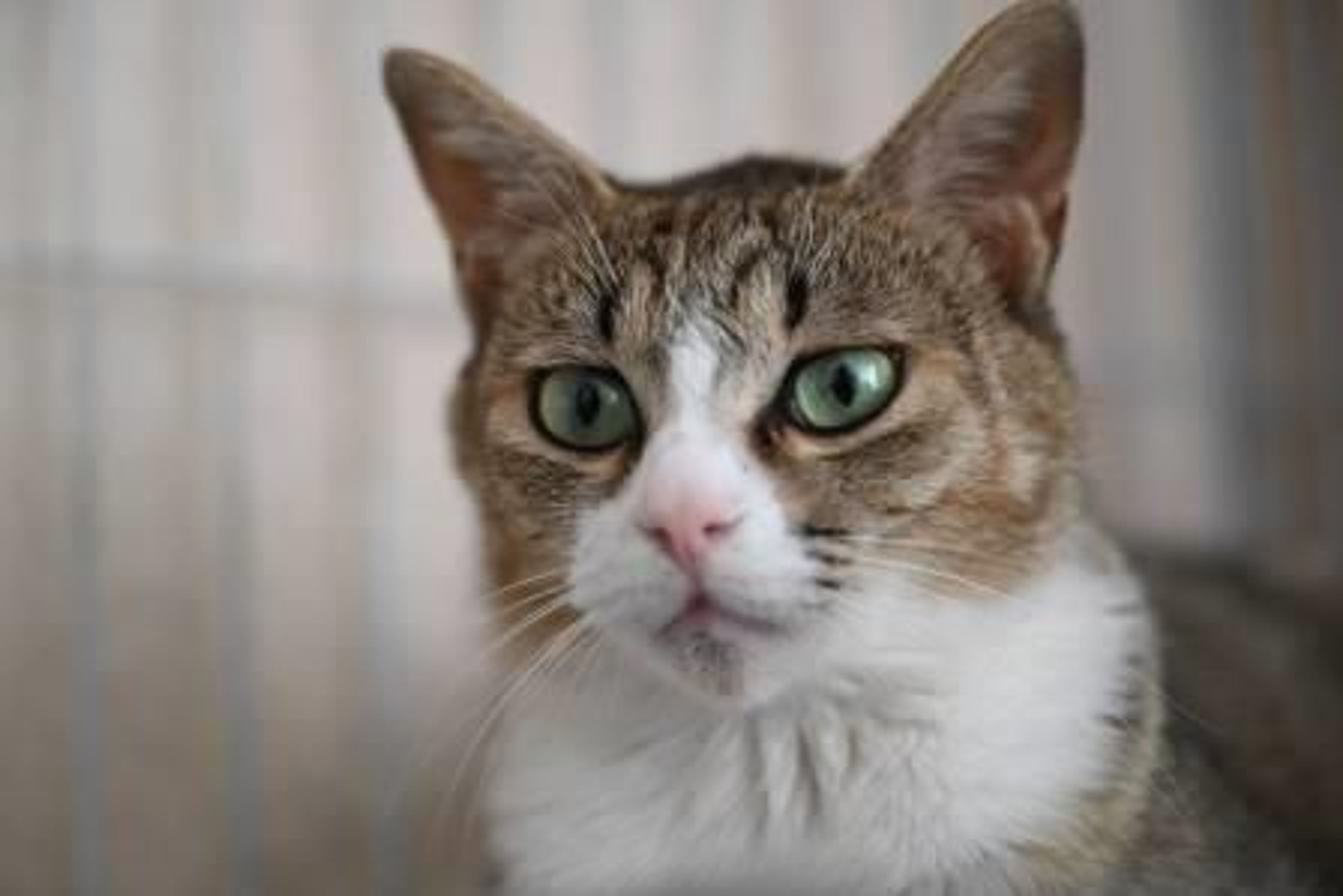pet-image-5