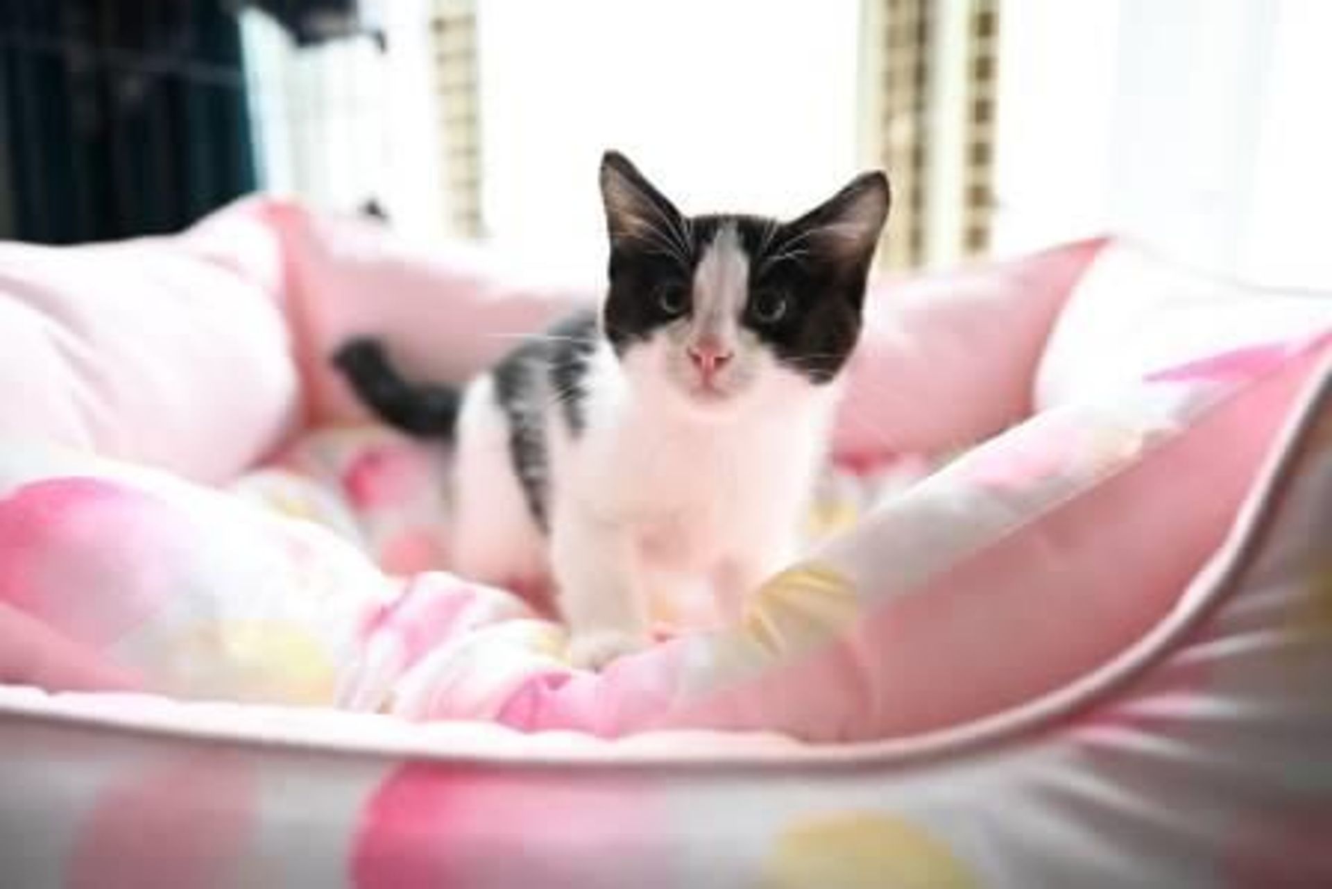 雑種（ミックス猫）・オスの里親募集の写真