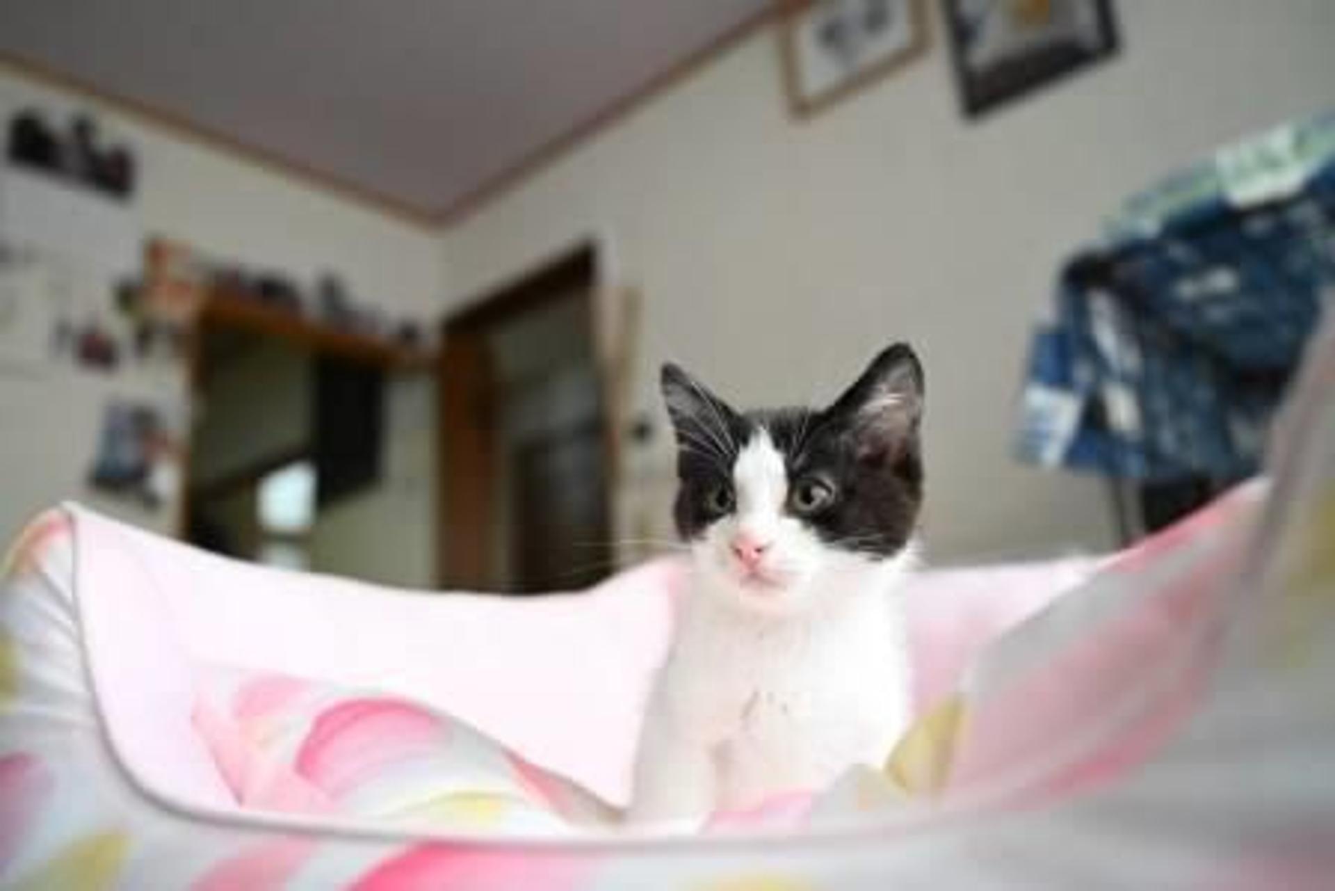 pet-image-4