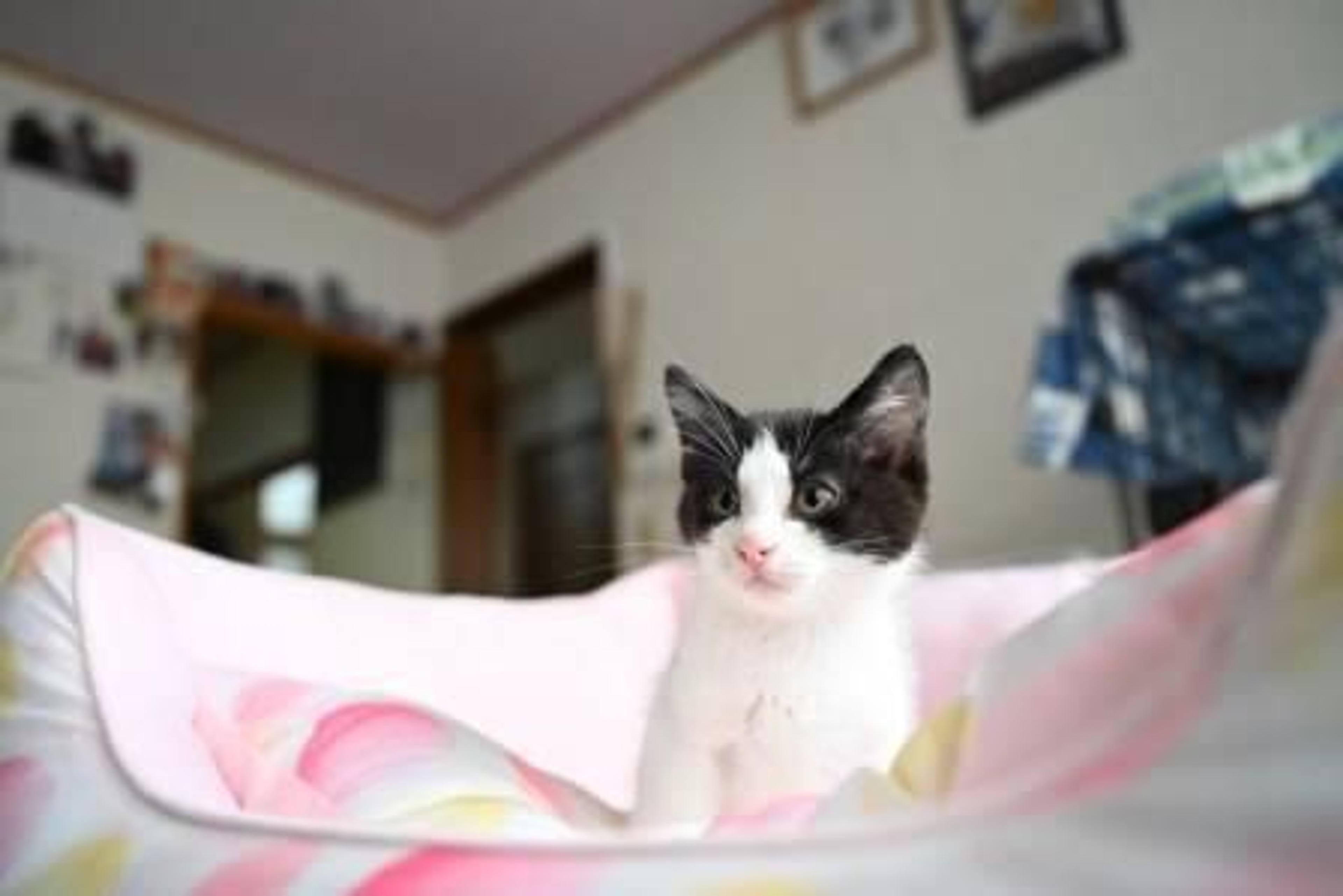 pet-image-4