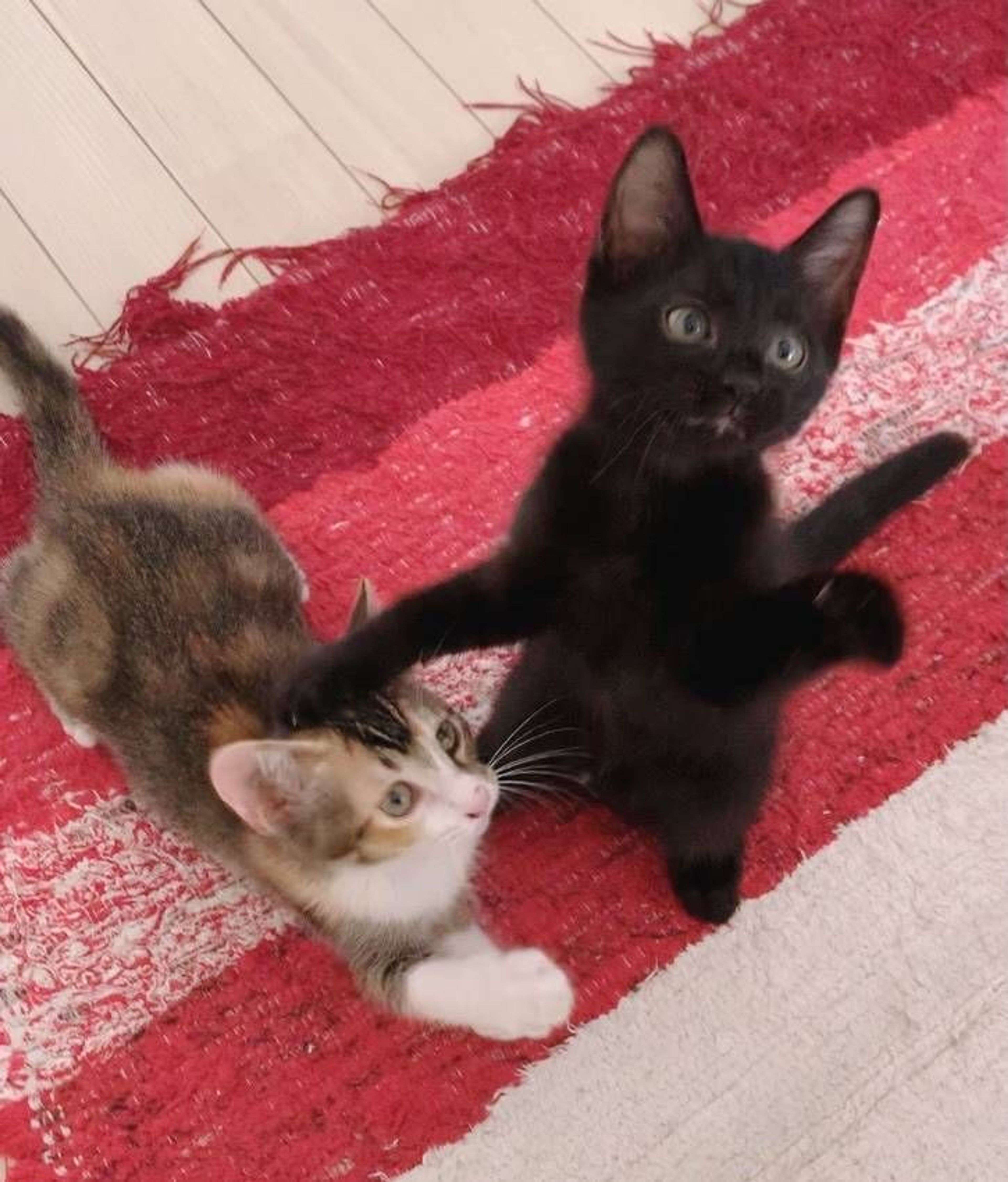 雑種（ミックス猫）・メスの里親募集の写真