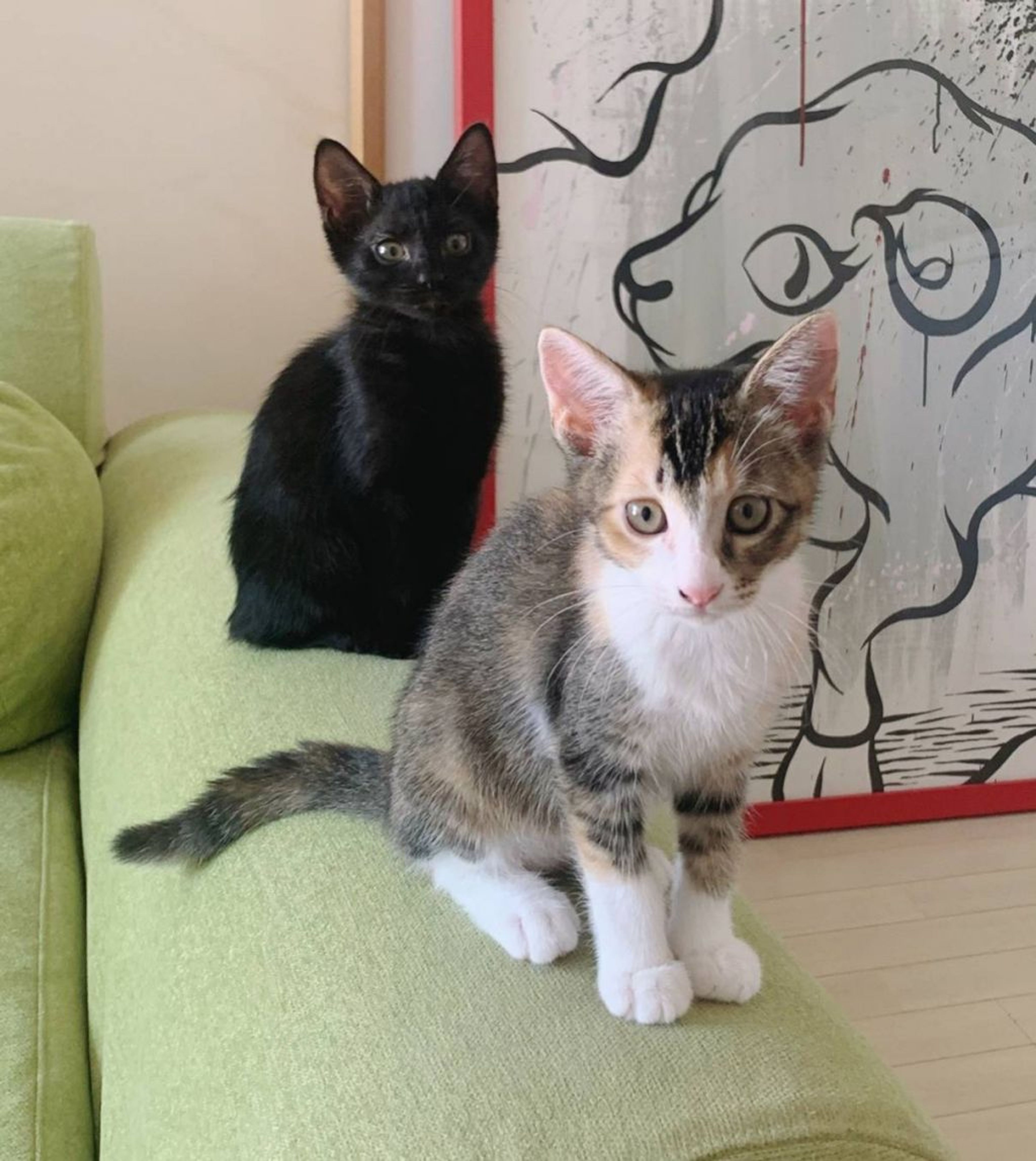 pet-image-4
