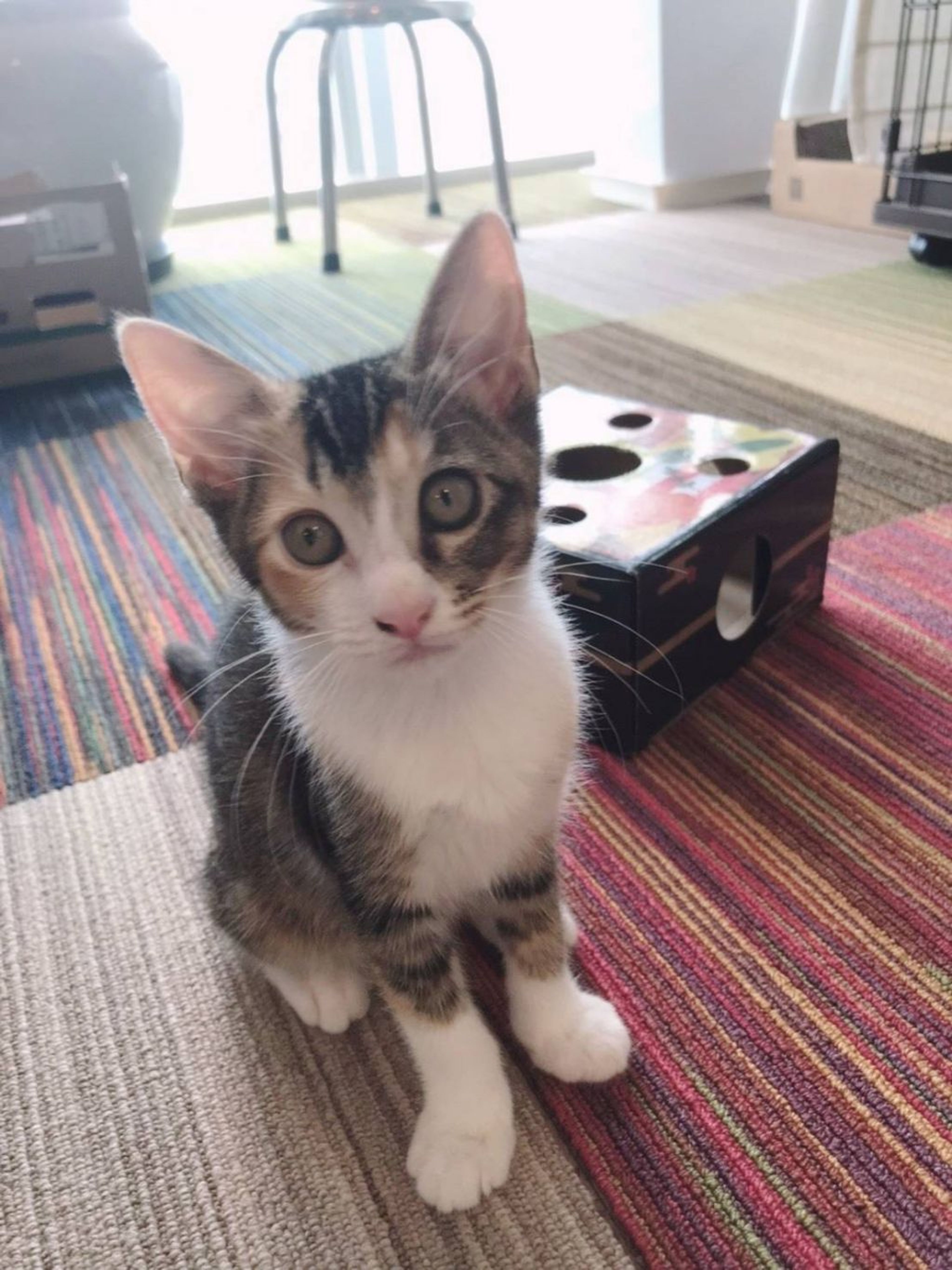 pet-image-9