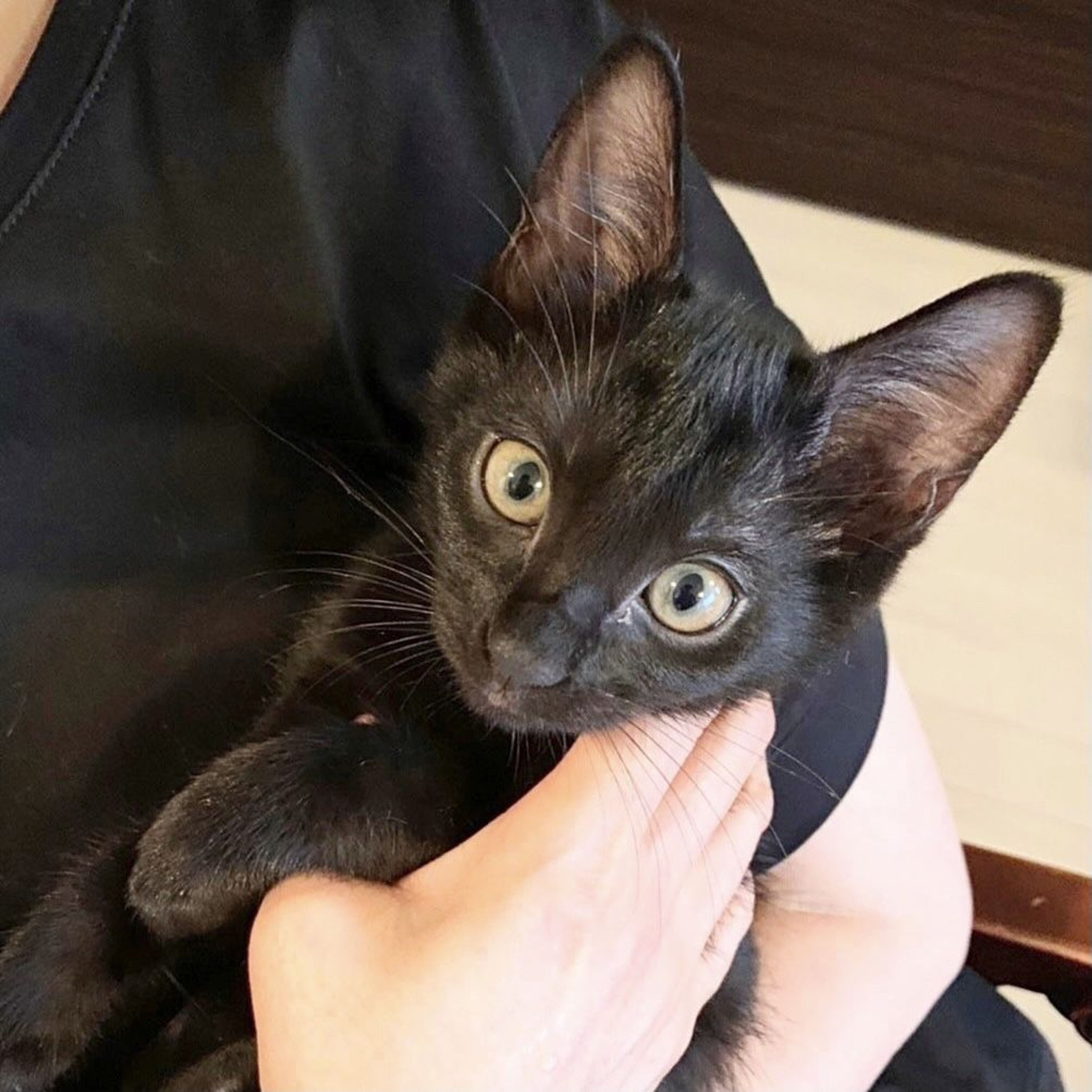 雑種（ミックス猫）・メスの里親募集の写真