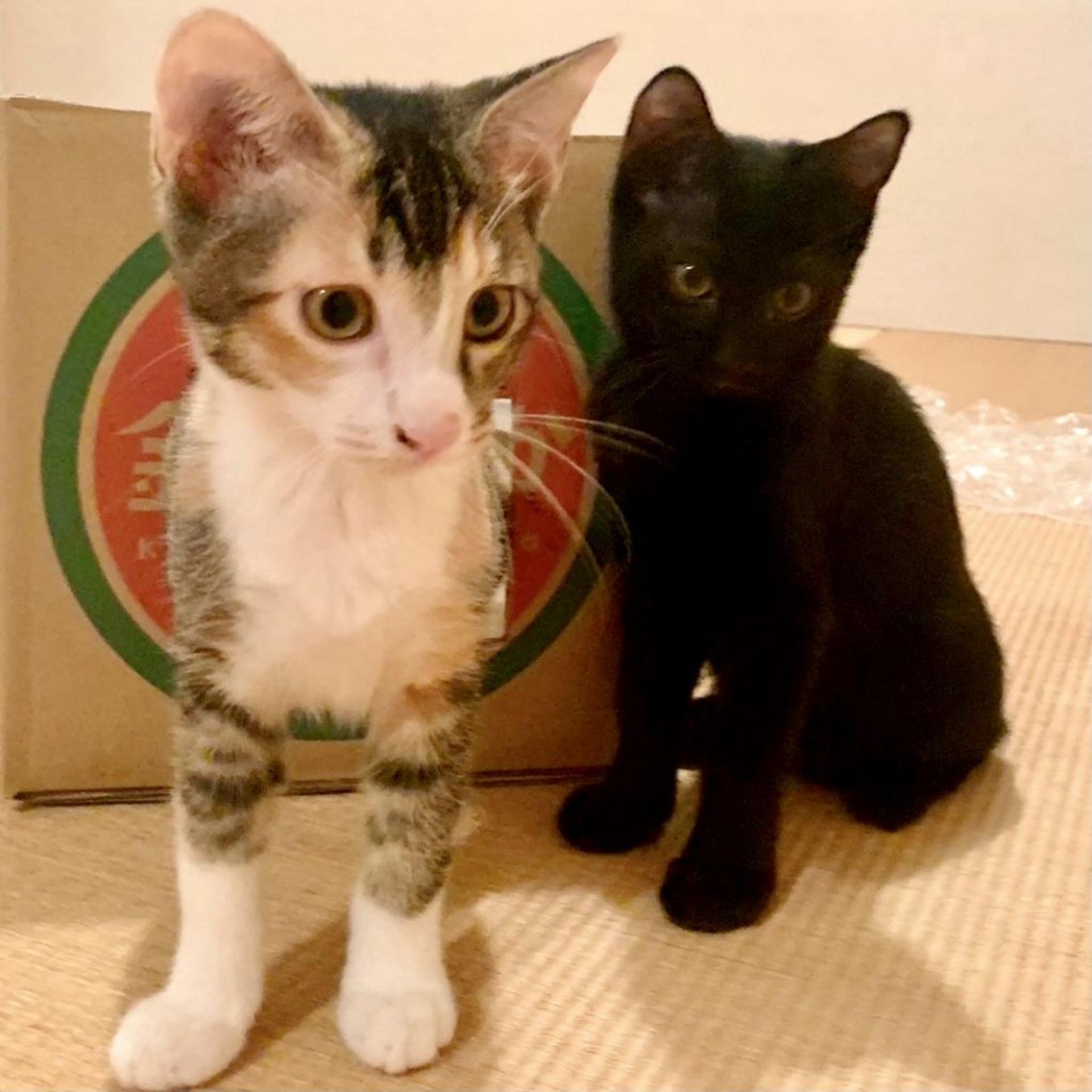pet-image-8