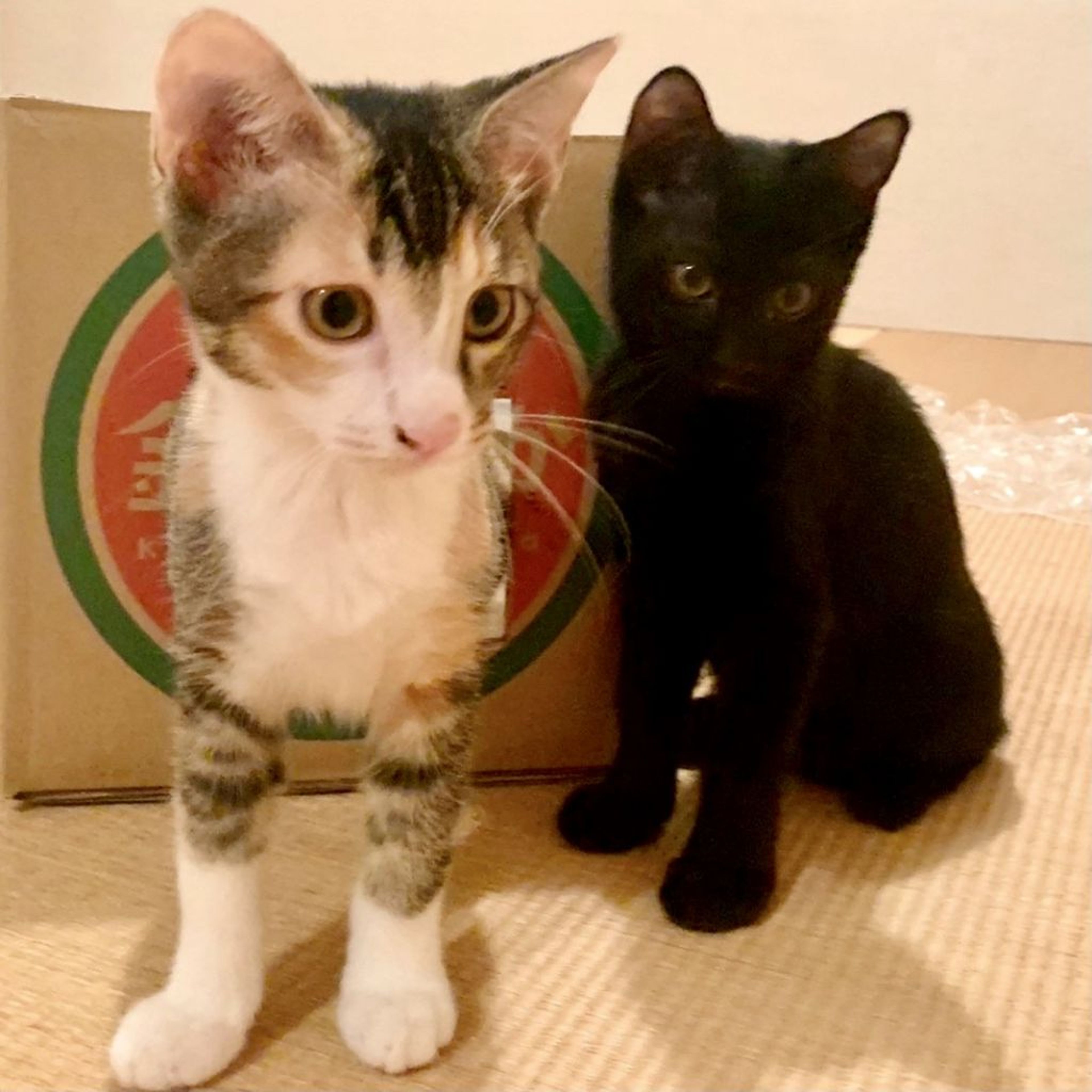 pet-image-8