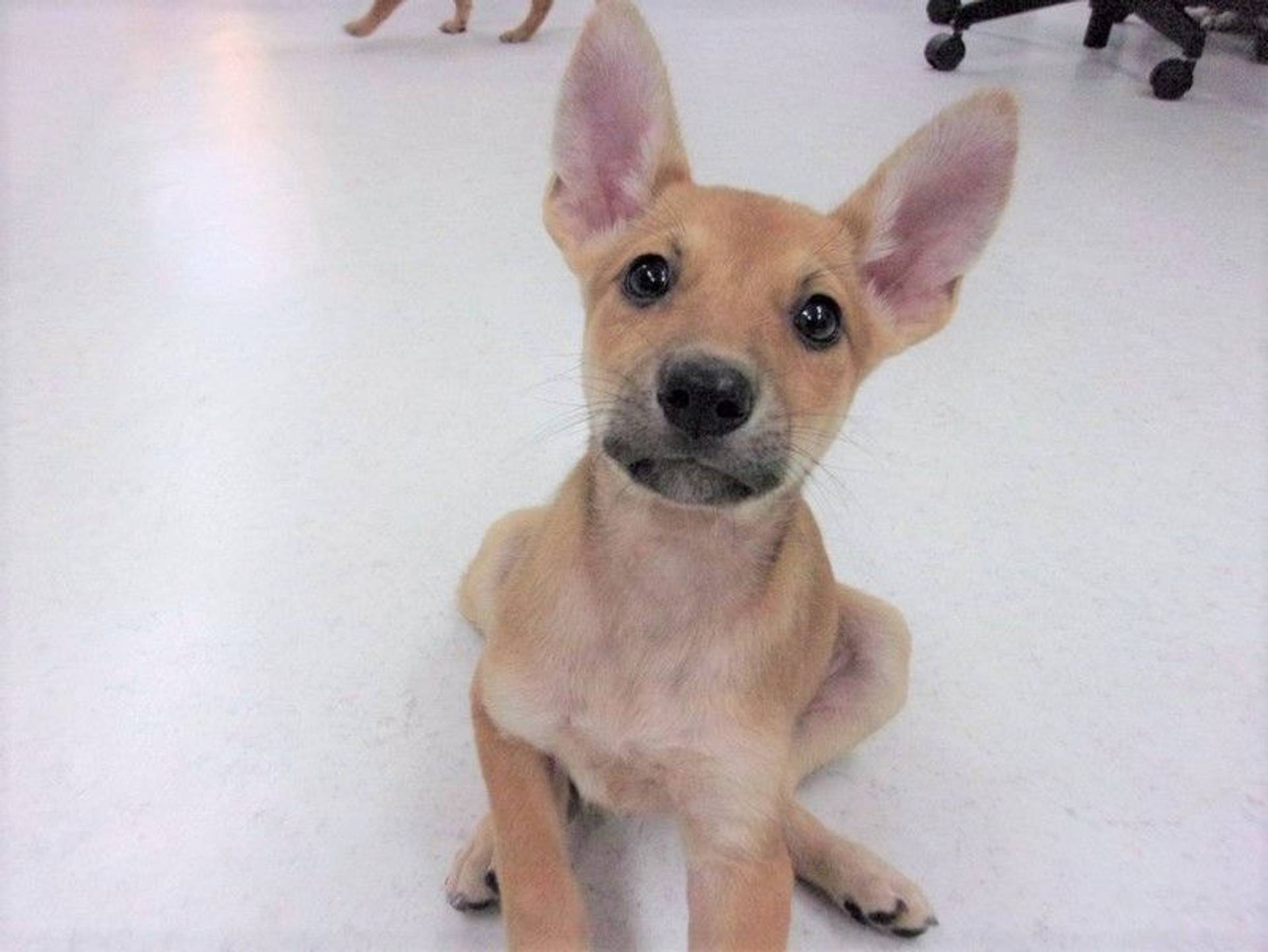 雑種（ミックス犬）・オスの里親募集の写真