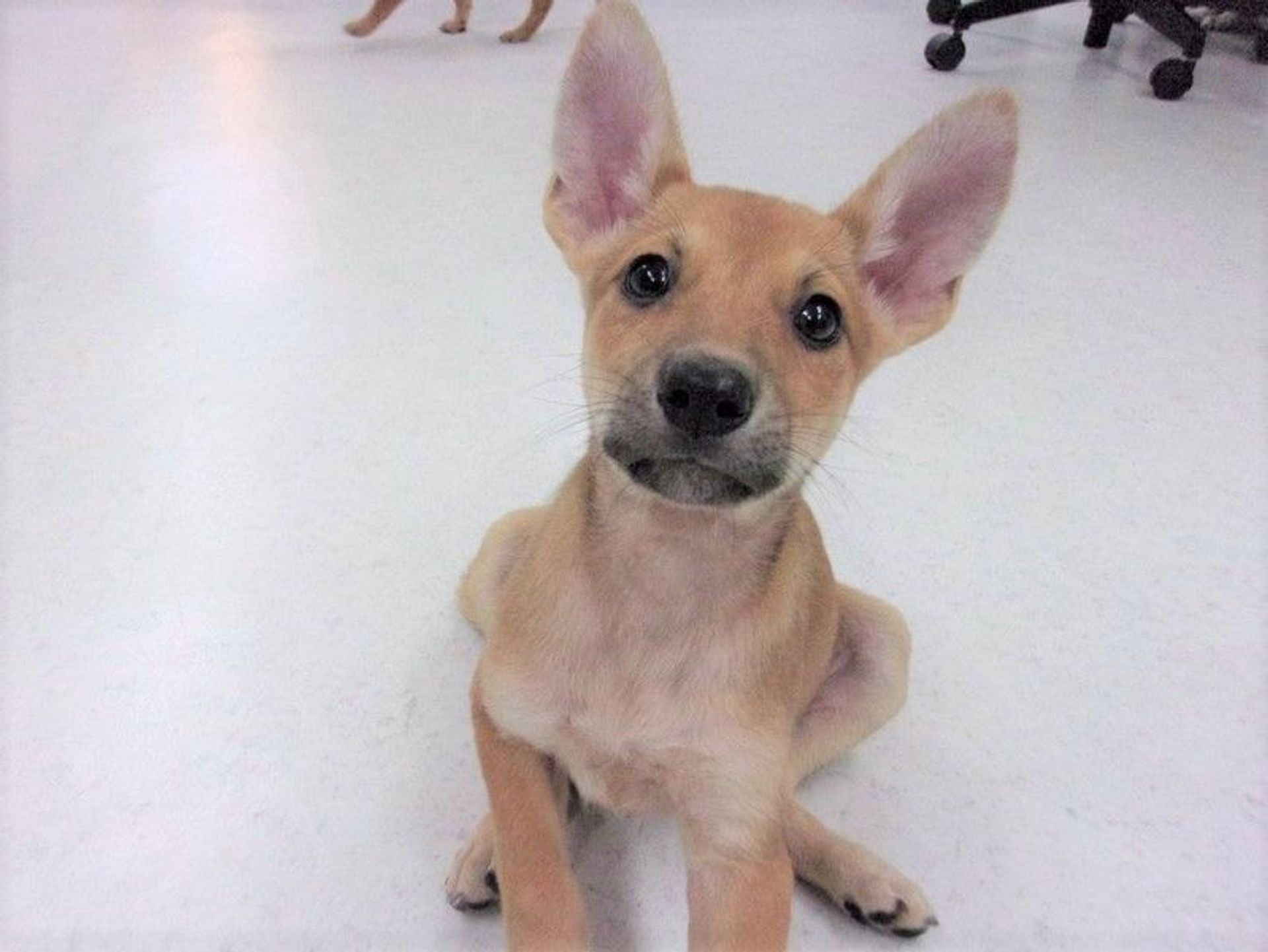 雑種（ミックス犬）・オスの里親募集の写真