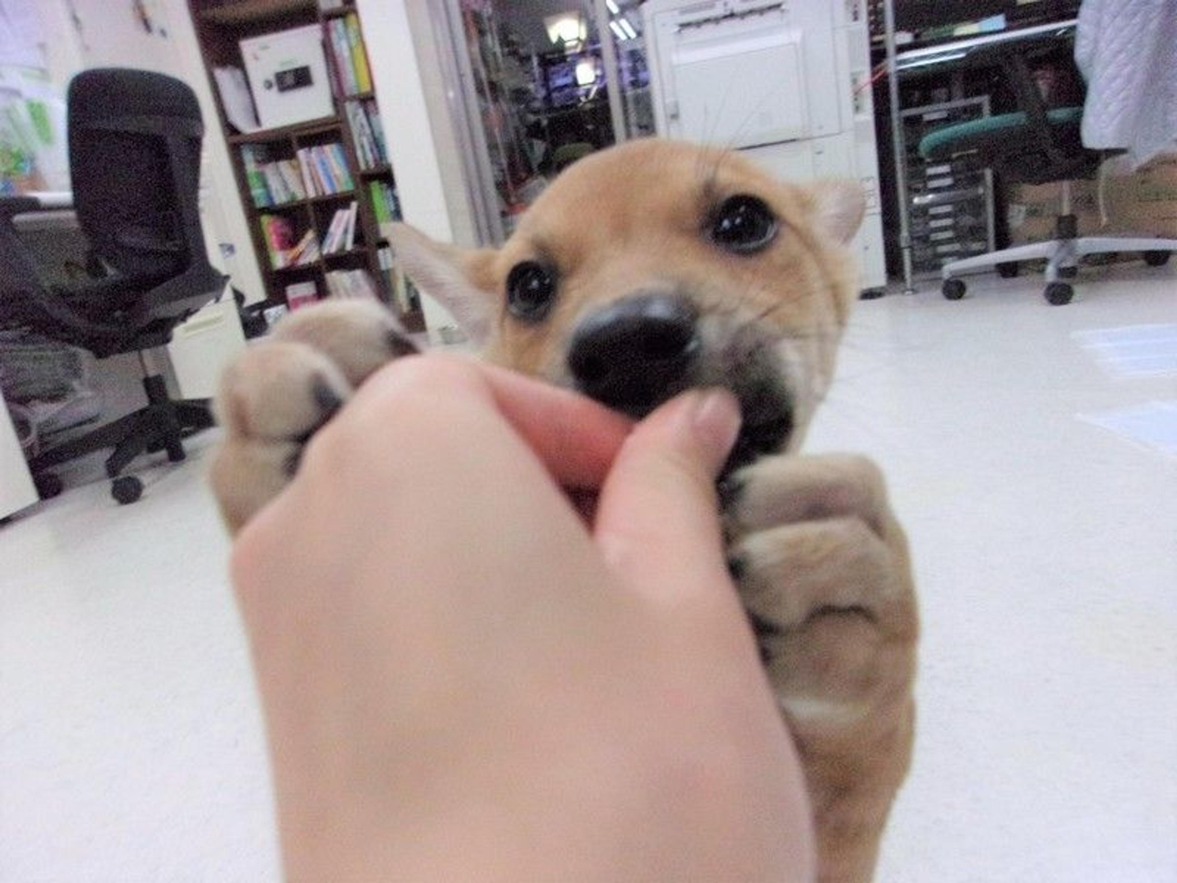 pet-image-3