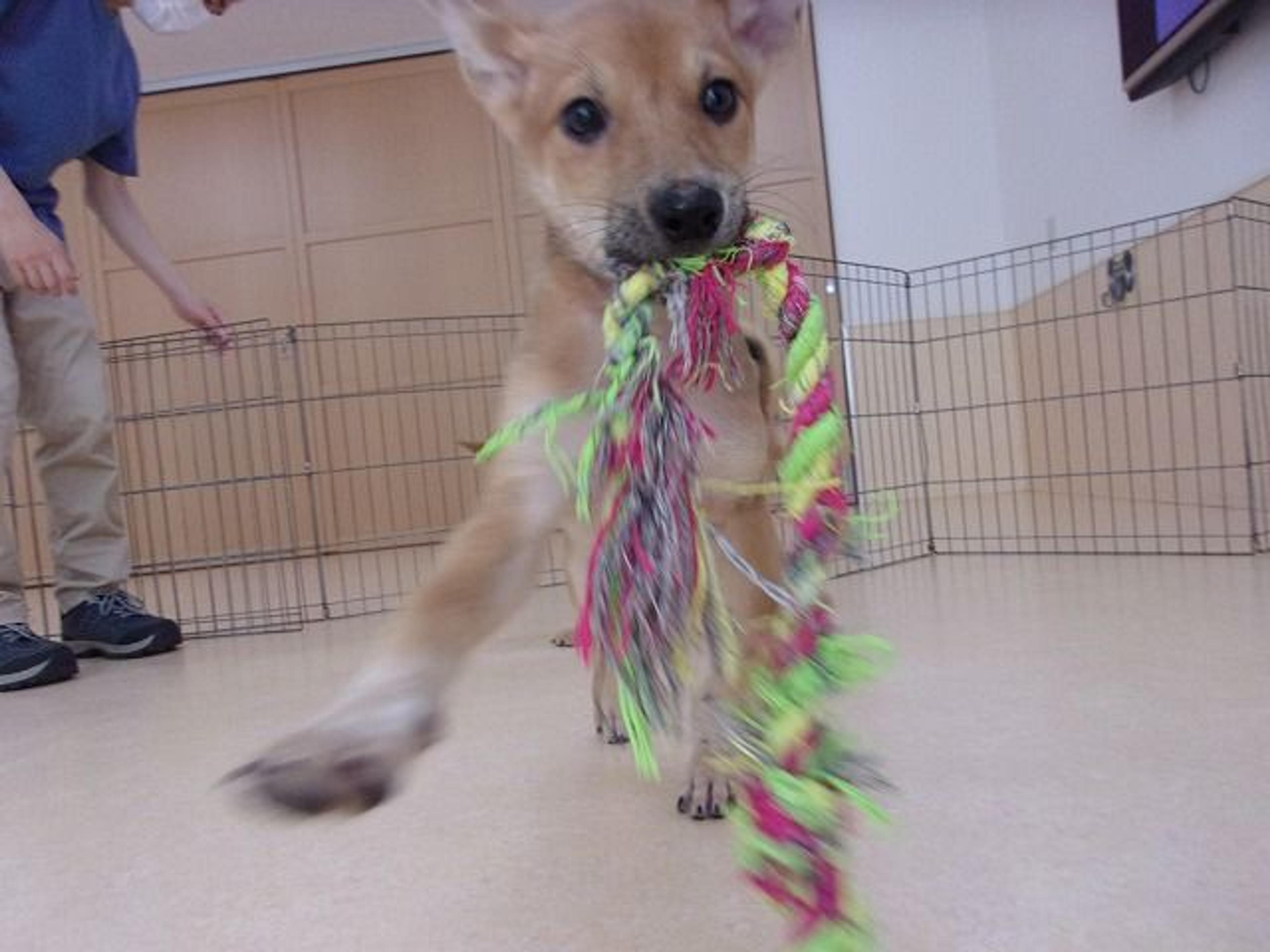 pet-image-4